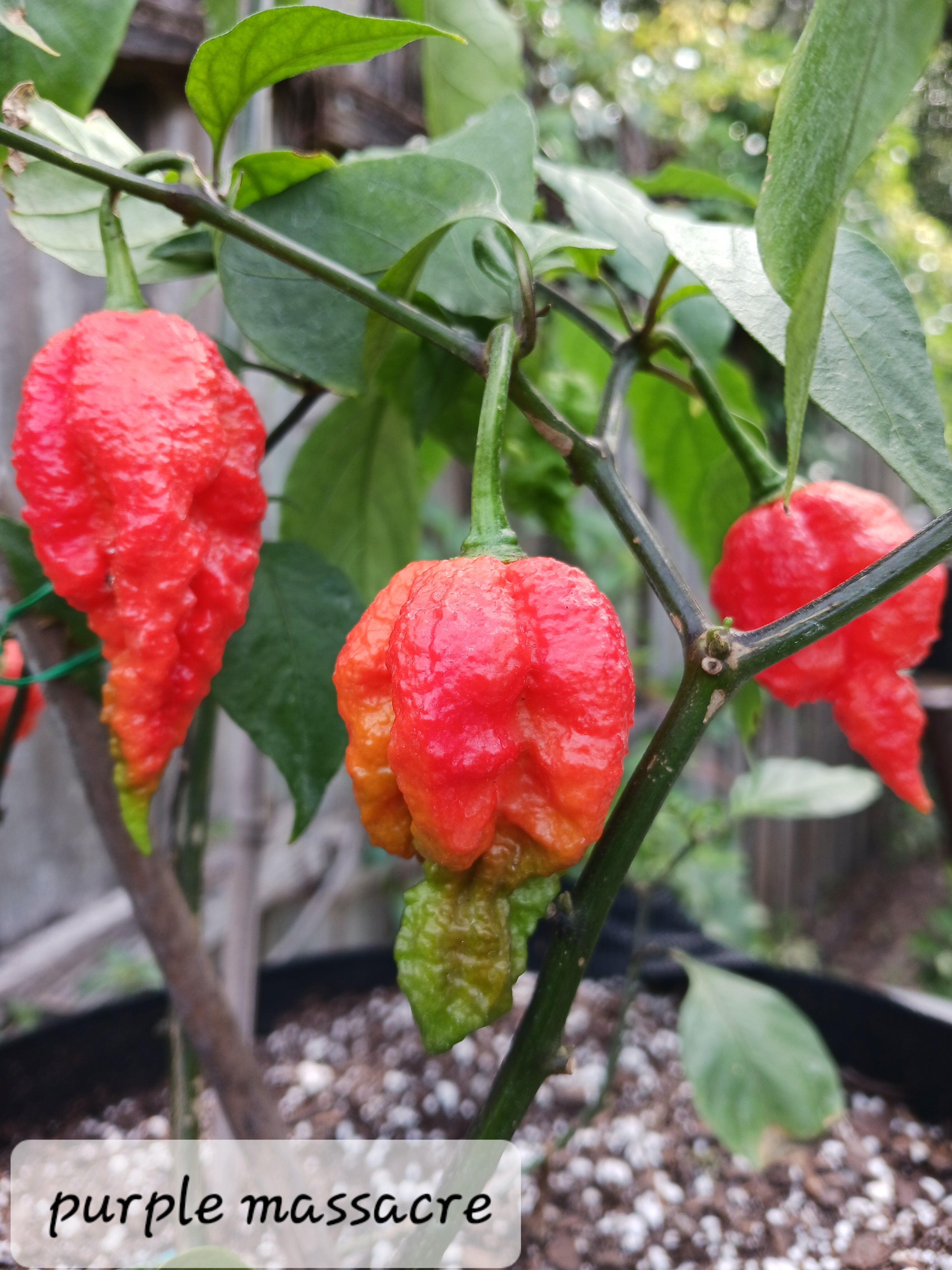 Purple massacre 10 seeds