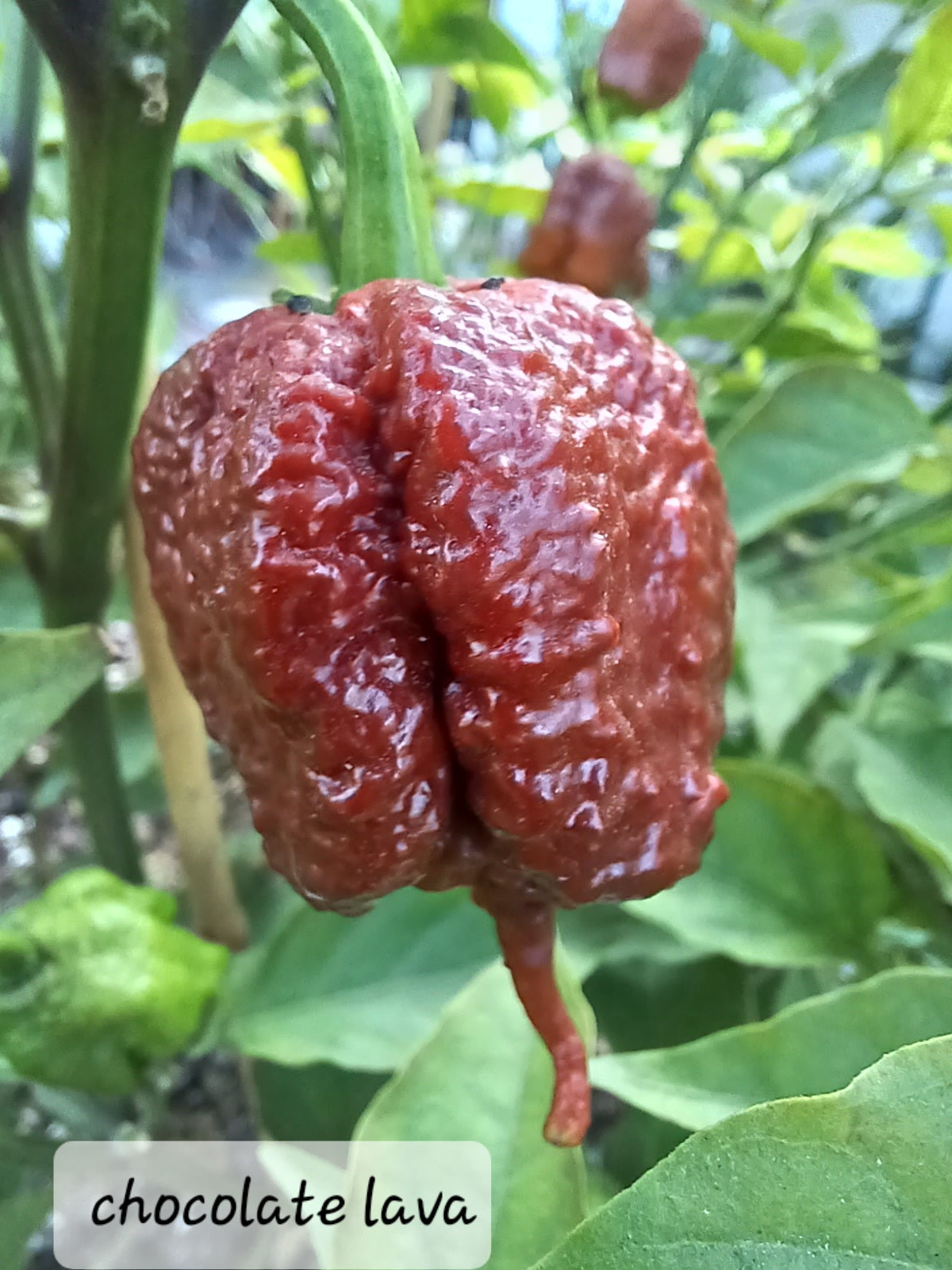 Chocolate lava. 10 seeds