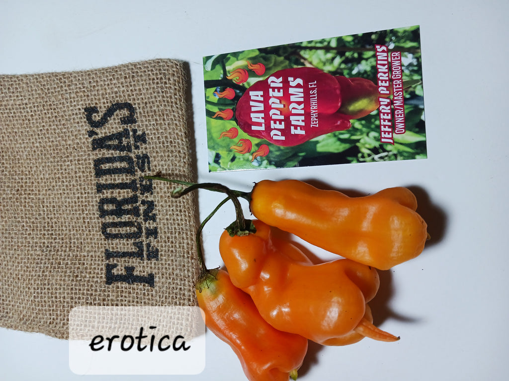 Erotica 12 seeds non isolated