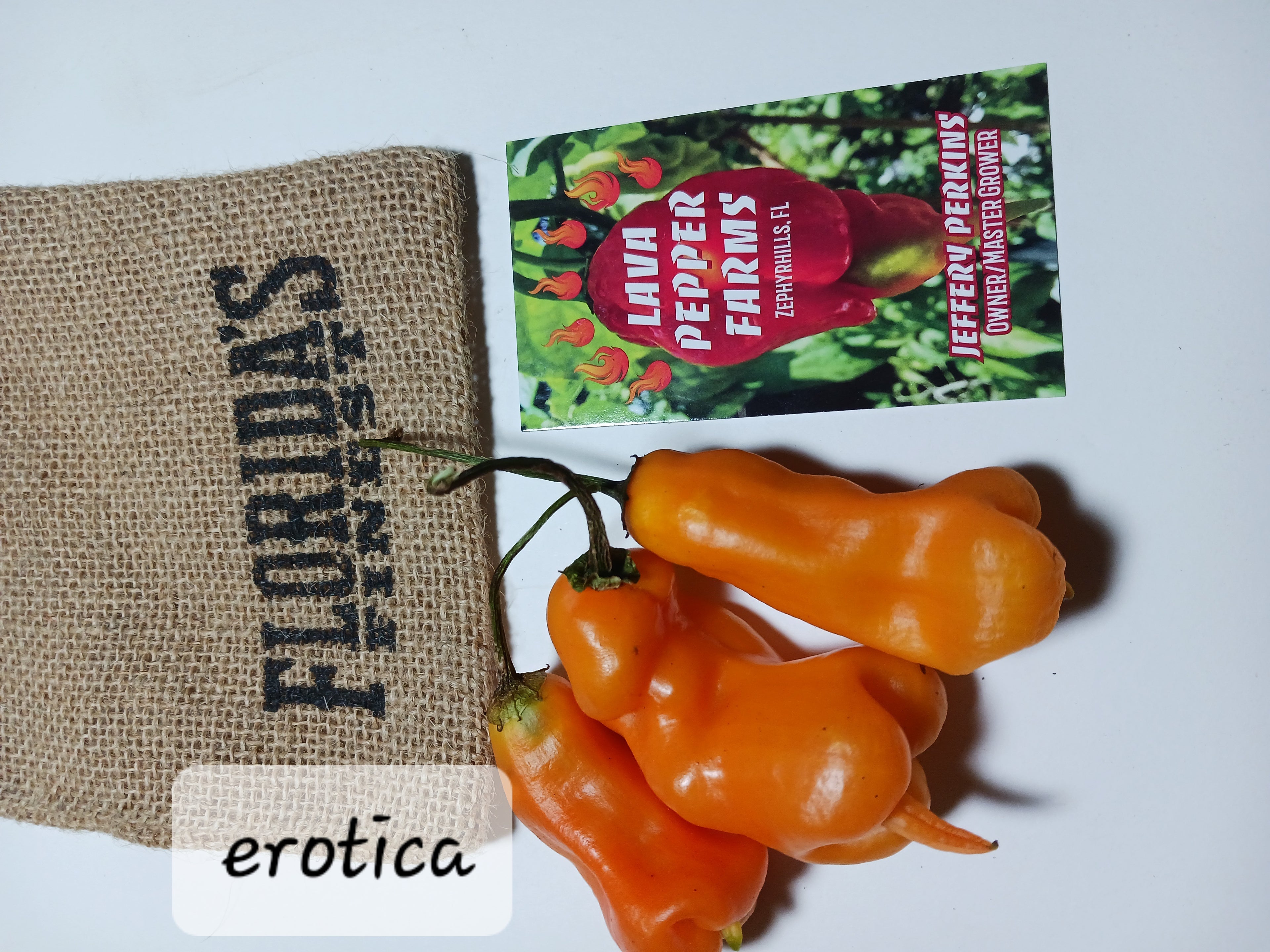 Erotica 12 seeds non isolated
