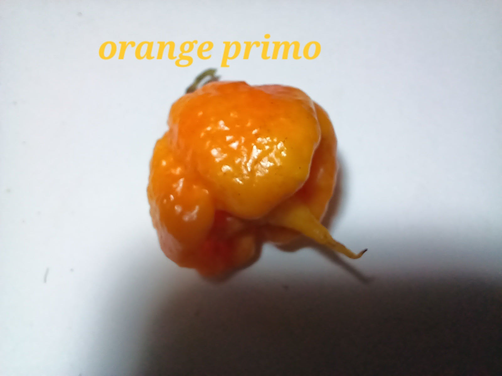 Orange primo  10 seeds