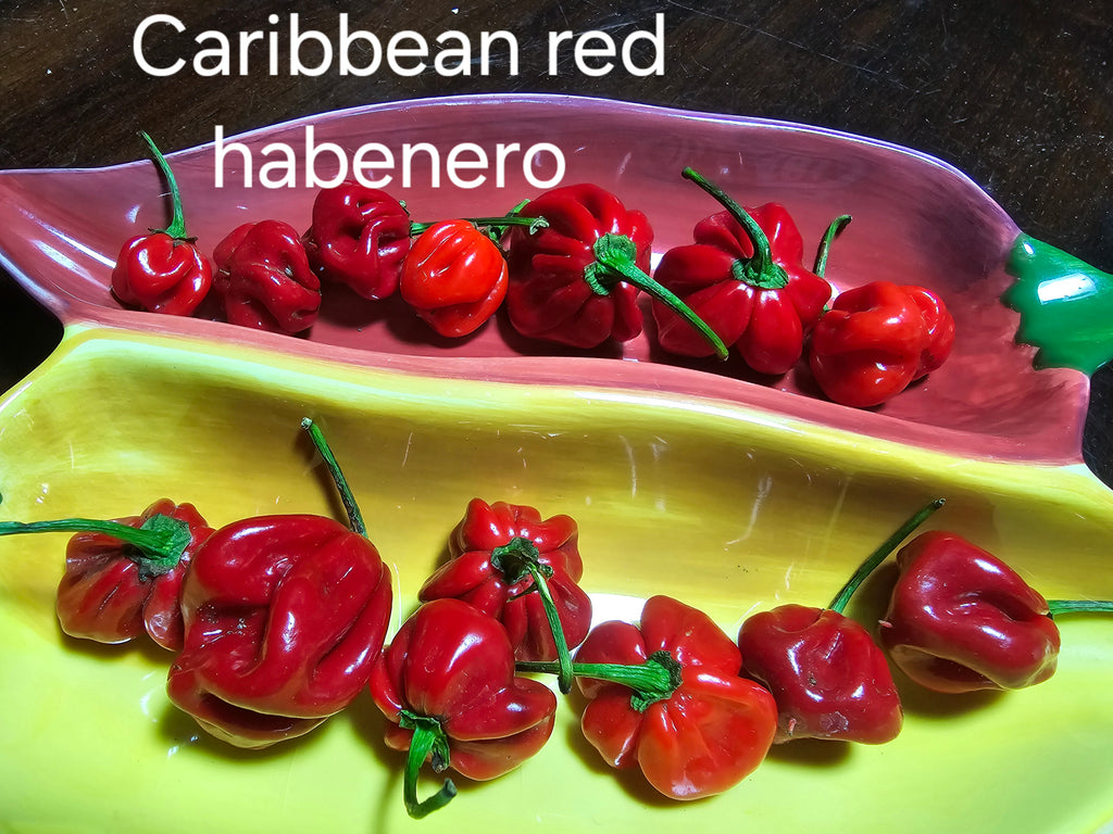 Caribbean red habenero   10 seeds
