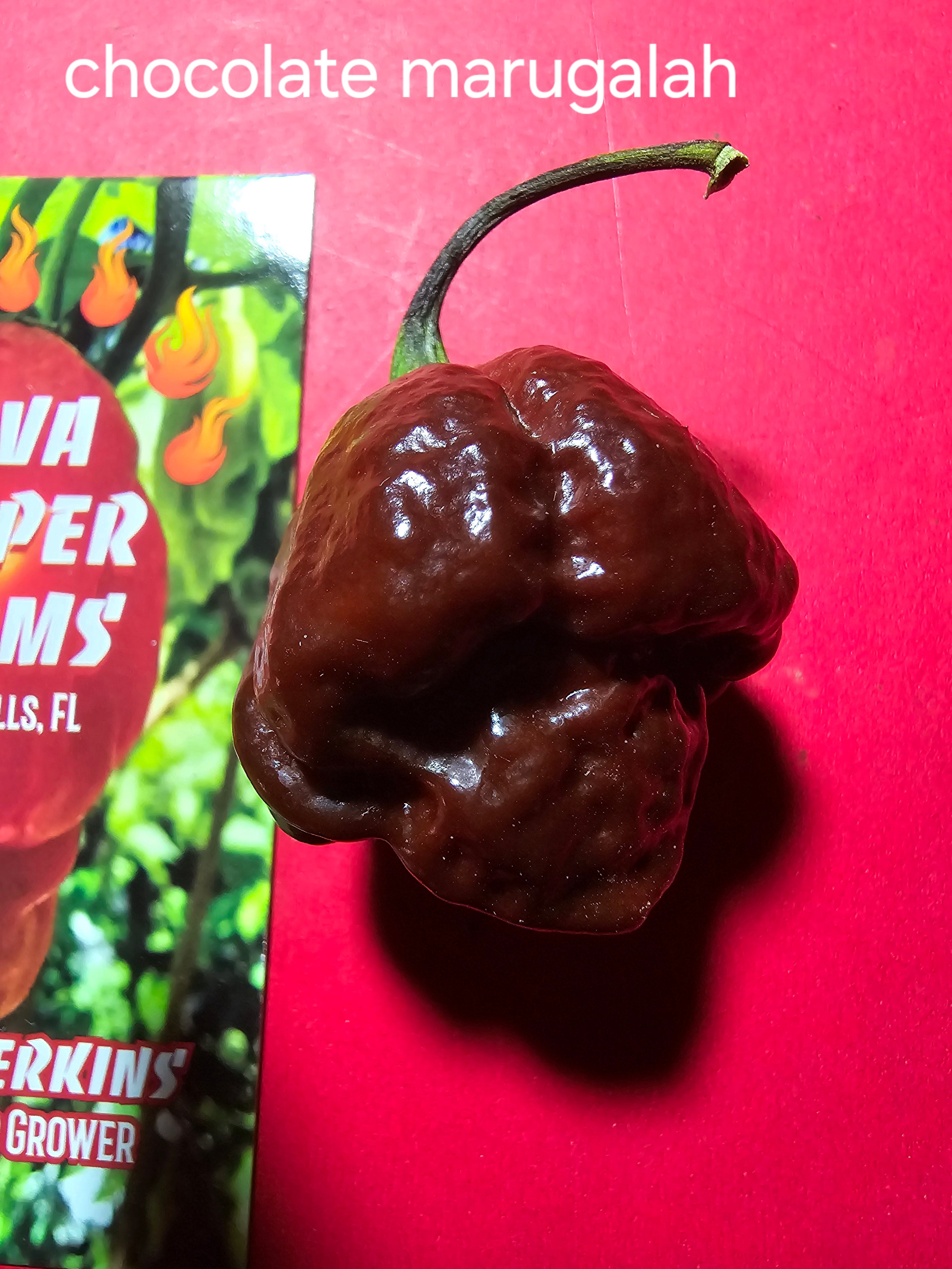 Chocolate marugalah. 10 seeds