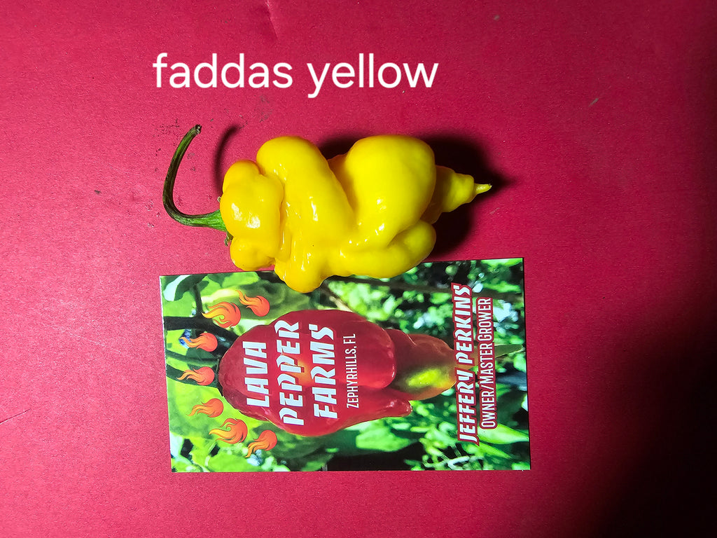 Yellow t rex. 10 seeds