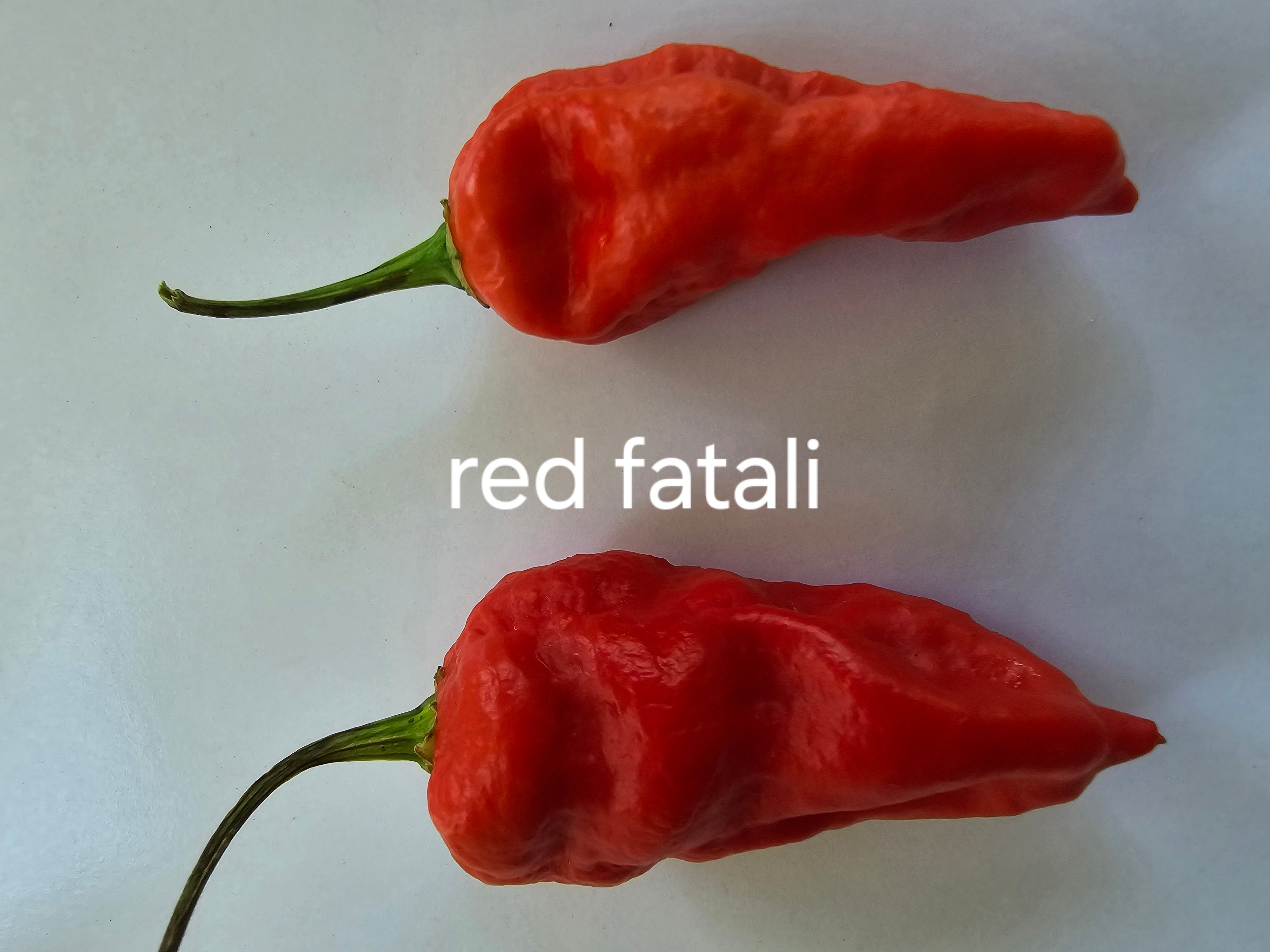 Red fatali 10 seeds