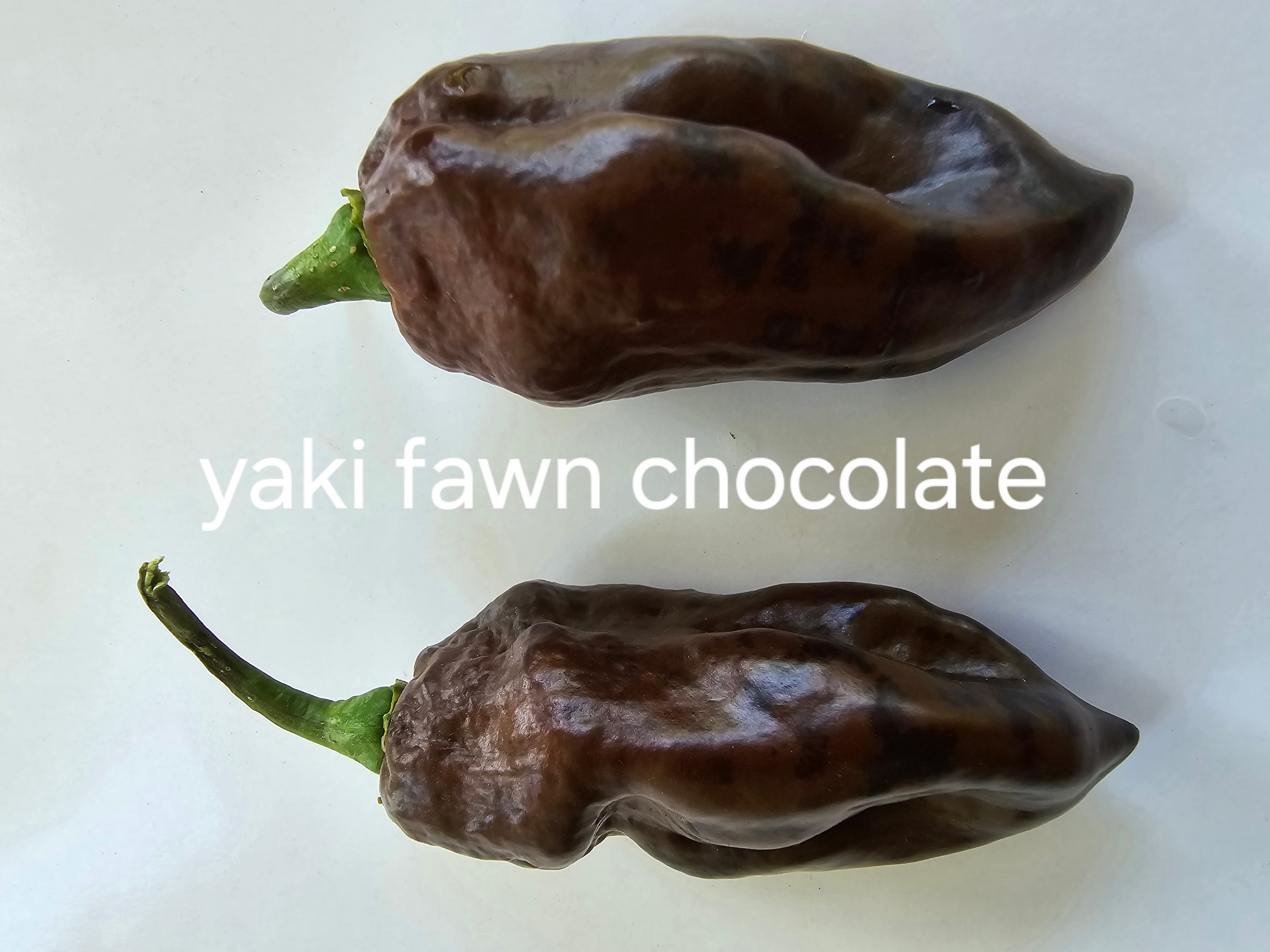 Yaki fawn chocolate. 10 seeds