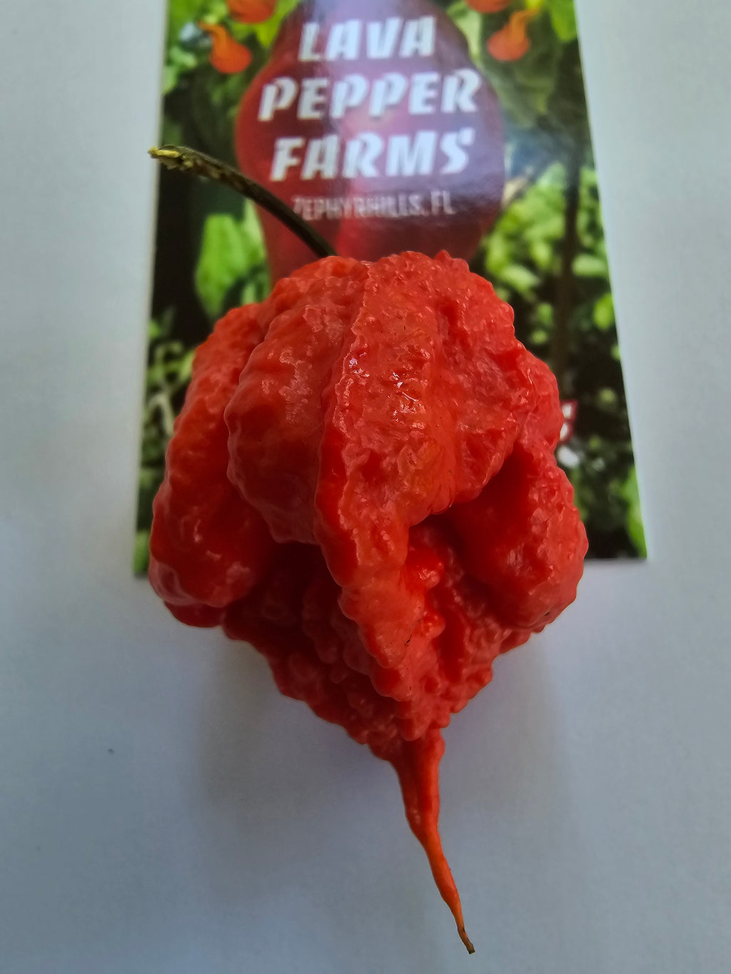 7 pot primo. 10 seeds