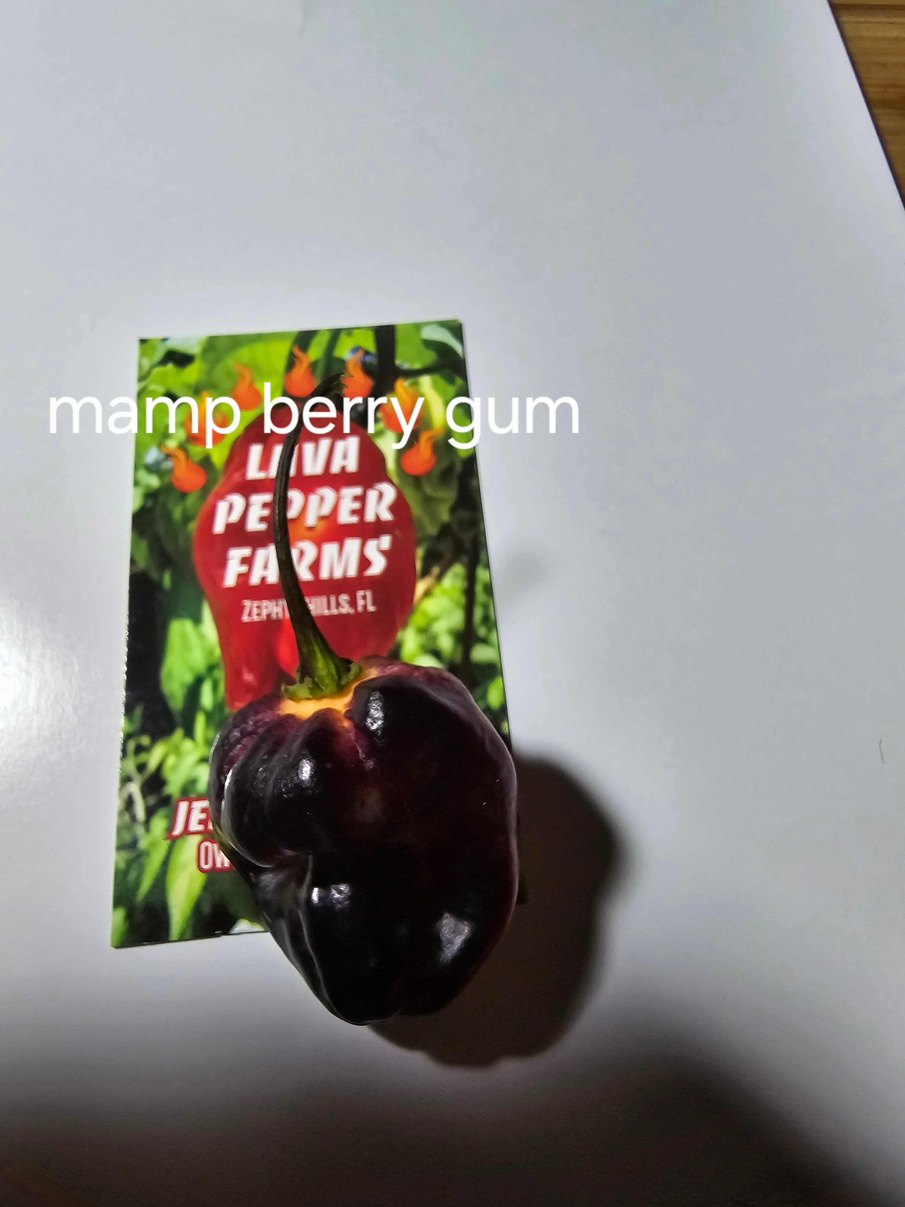 Pimenta project #5. 10 seeds