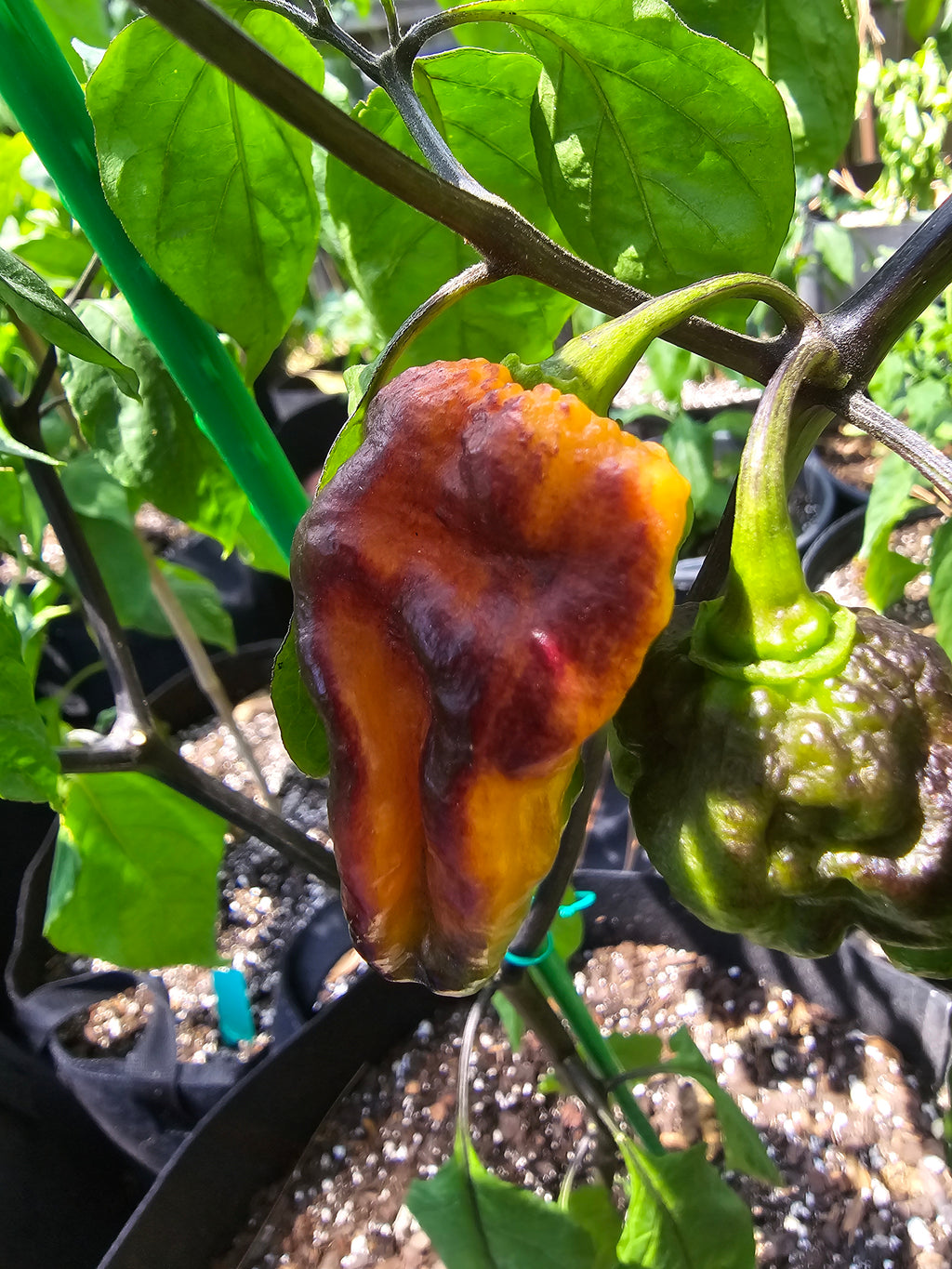 Pimenta project #5. 10 seeds