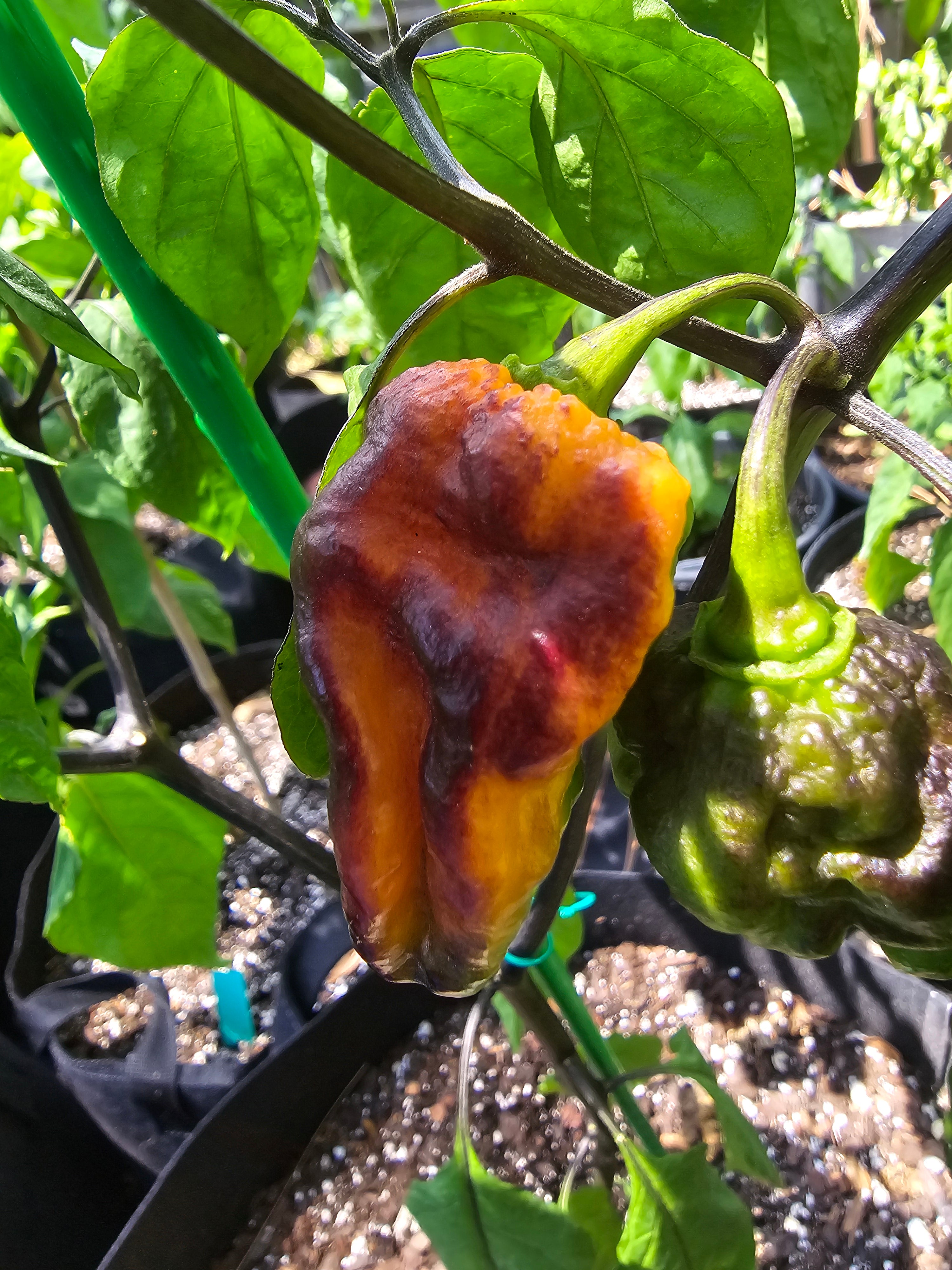 Pimenta project #5. 10 seeds