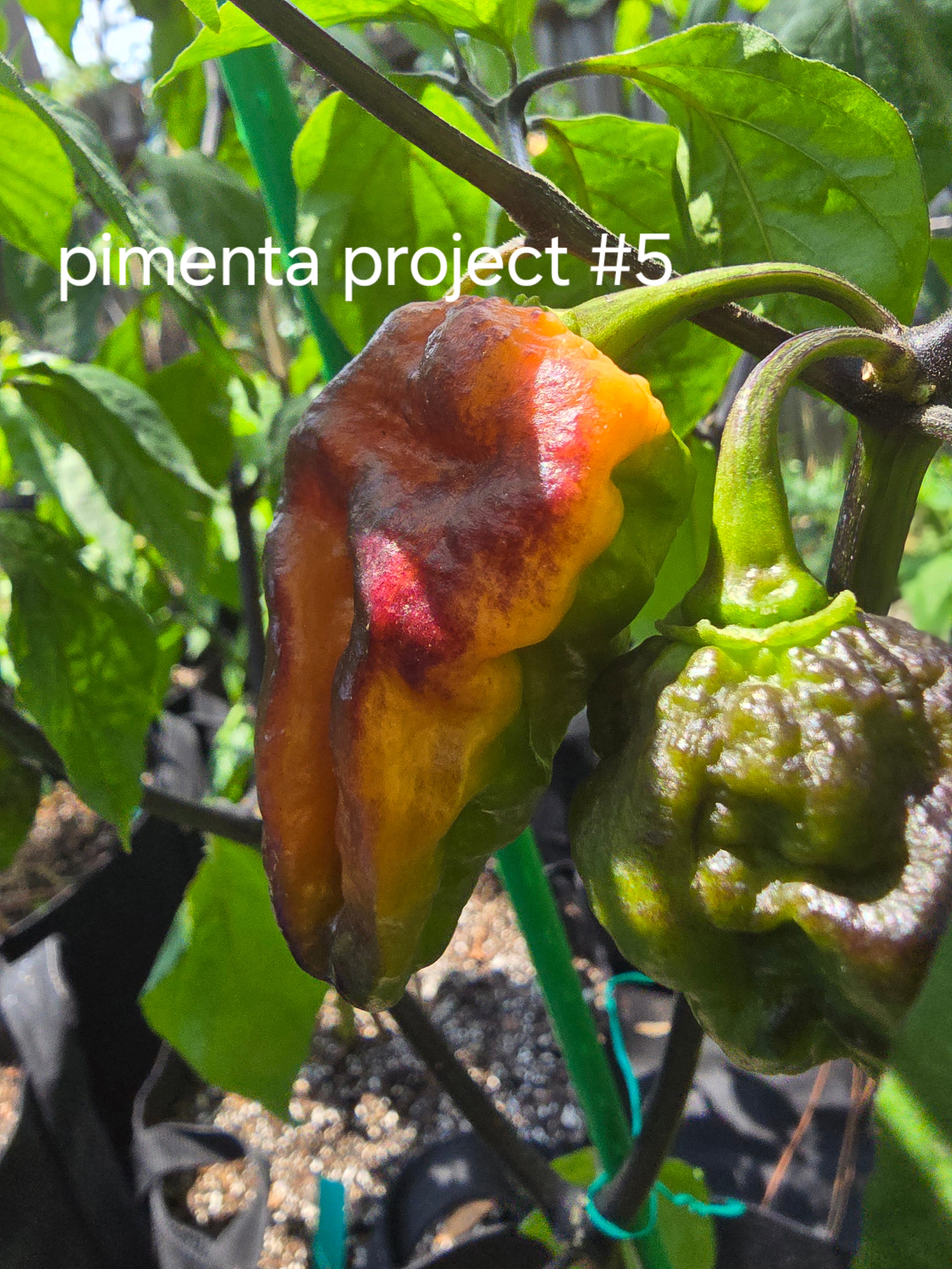 Pimenta project #5. 10 seeds
