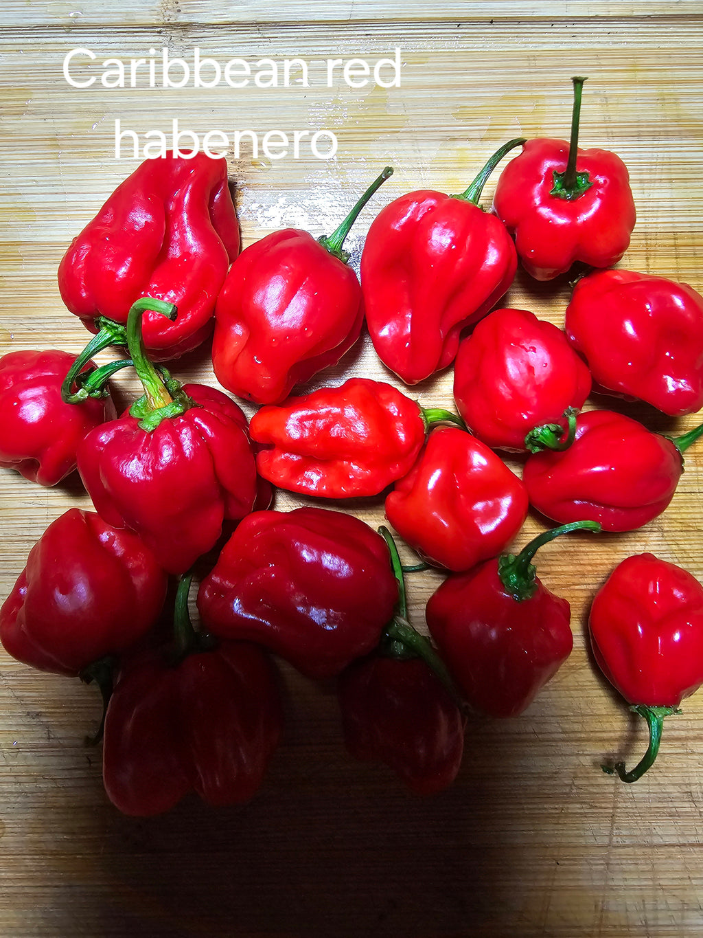 Caribbean red habenero   10 seeds