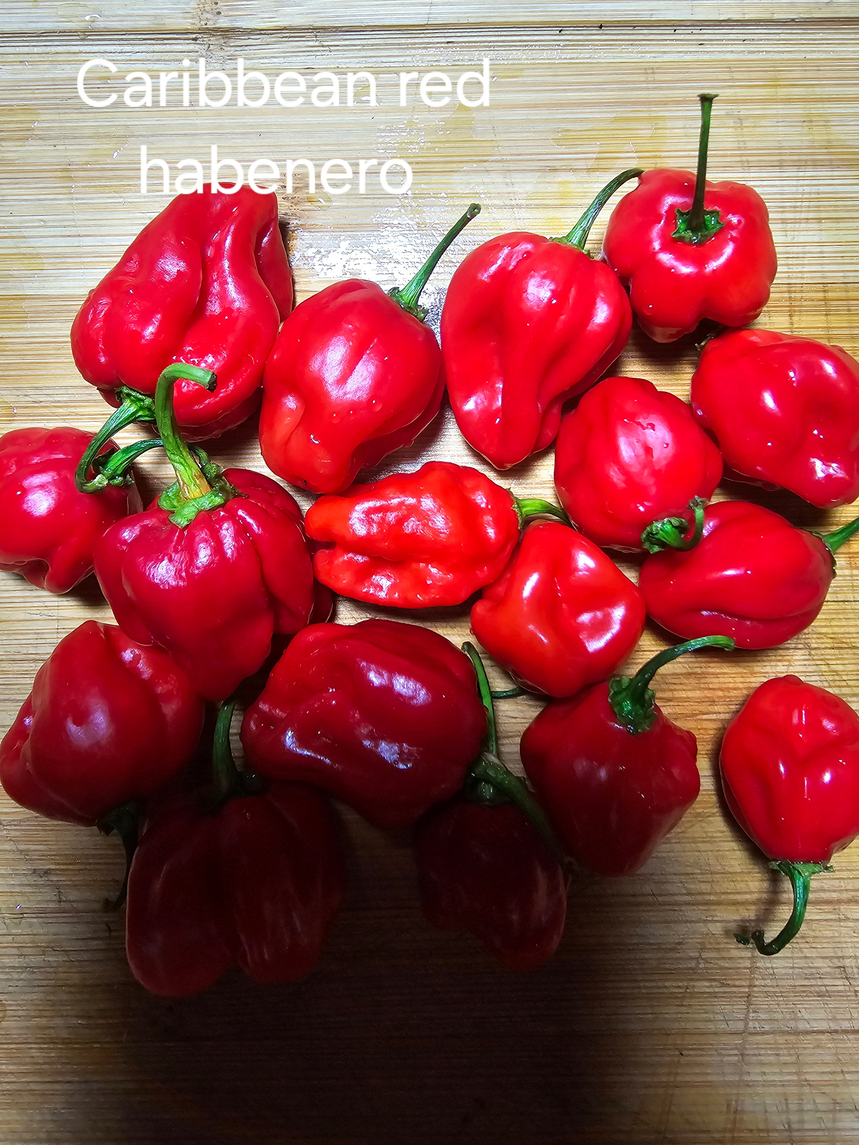 Caribbean red habenero   10 seeds