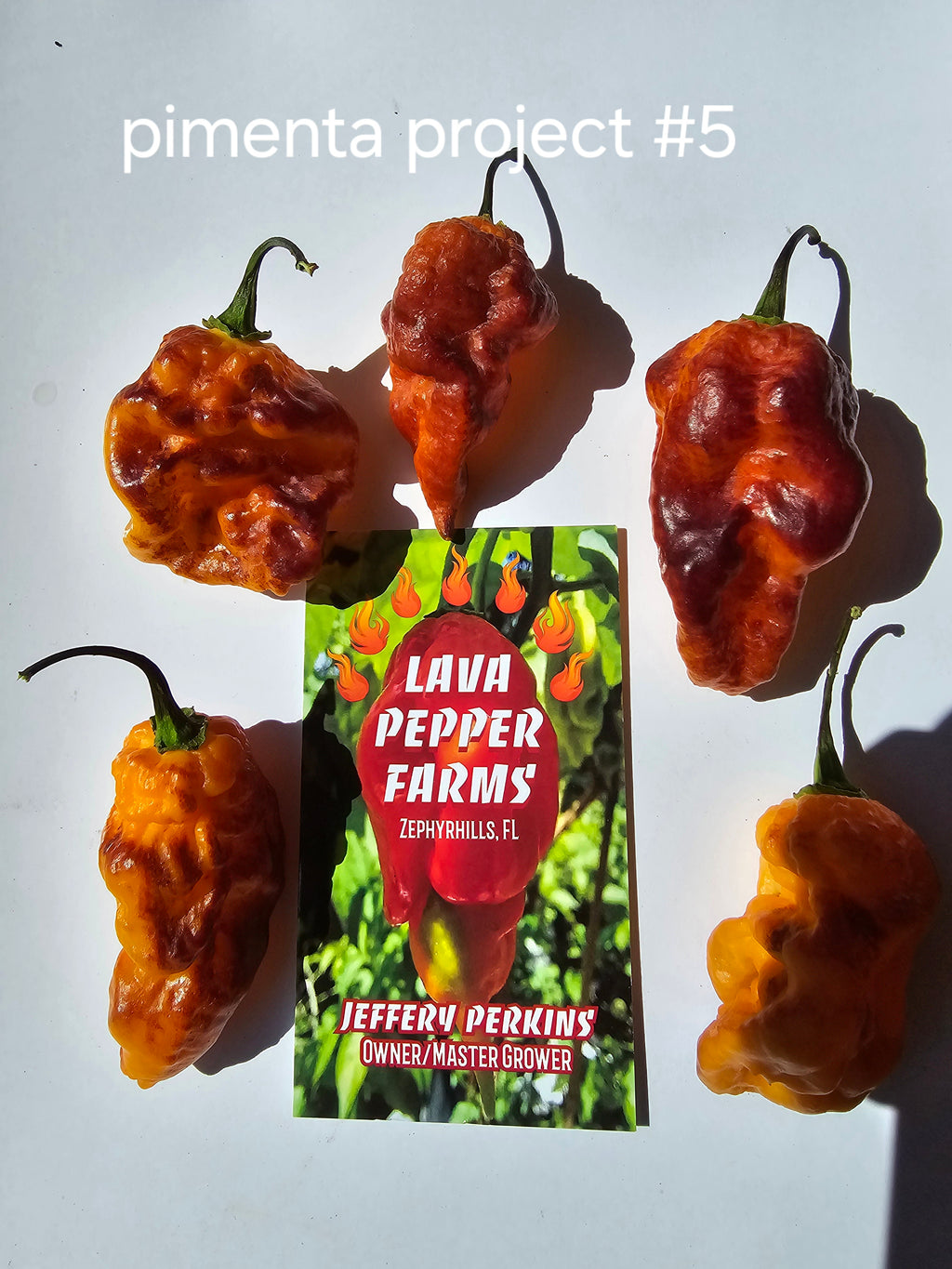 Pimenta project #5. 10 seeds