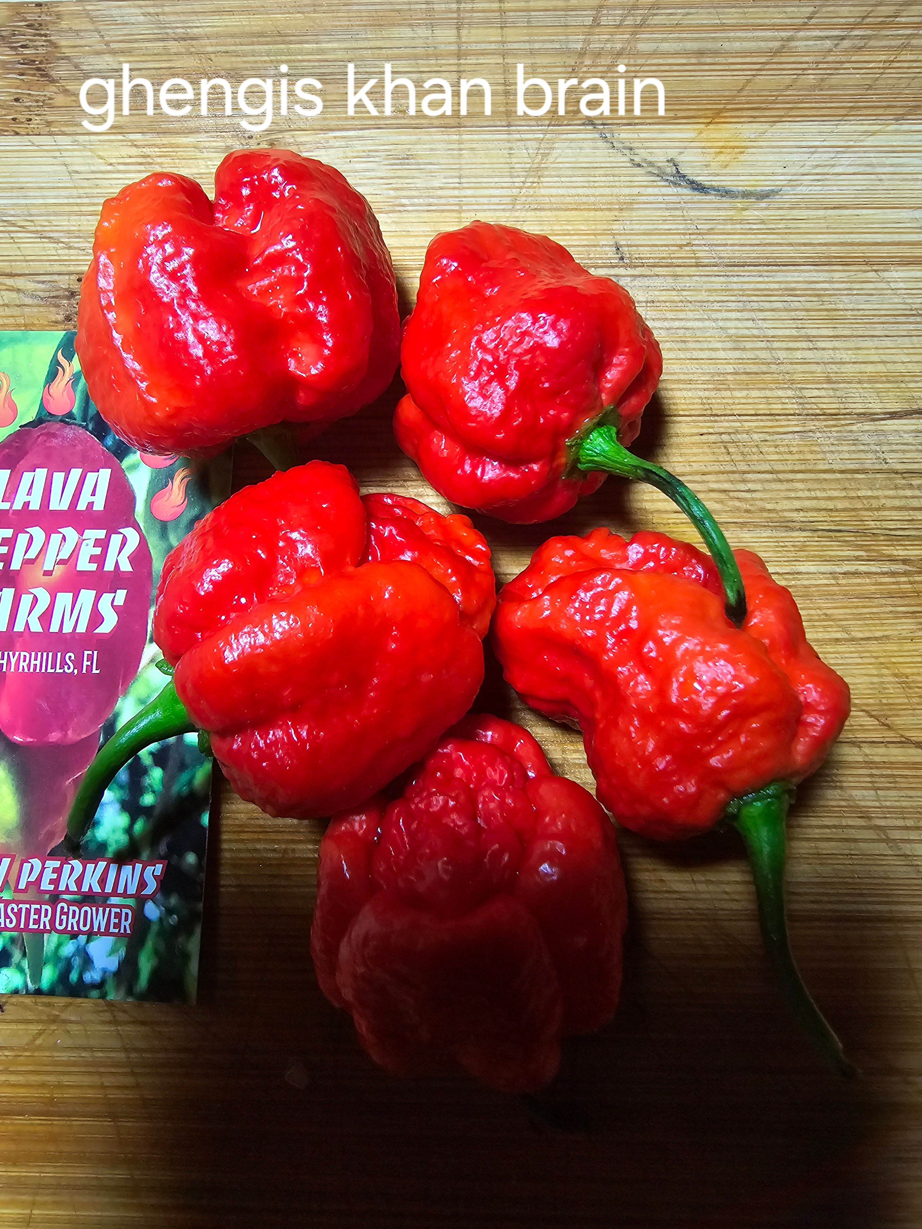 Ghengis khan brain. 10 seeds