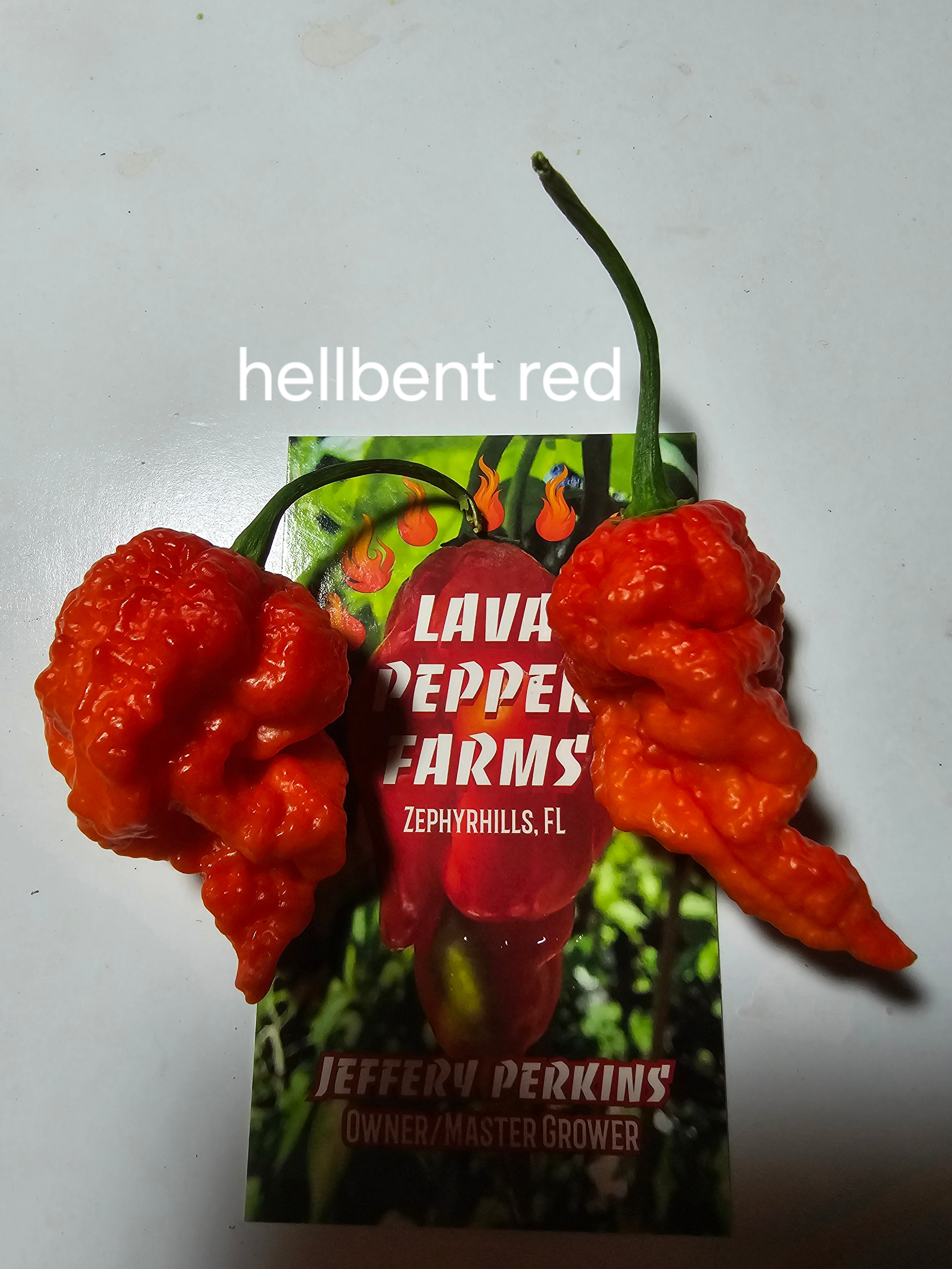 Hellbent red. 10 seeds