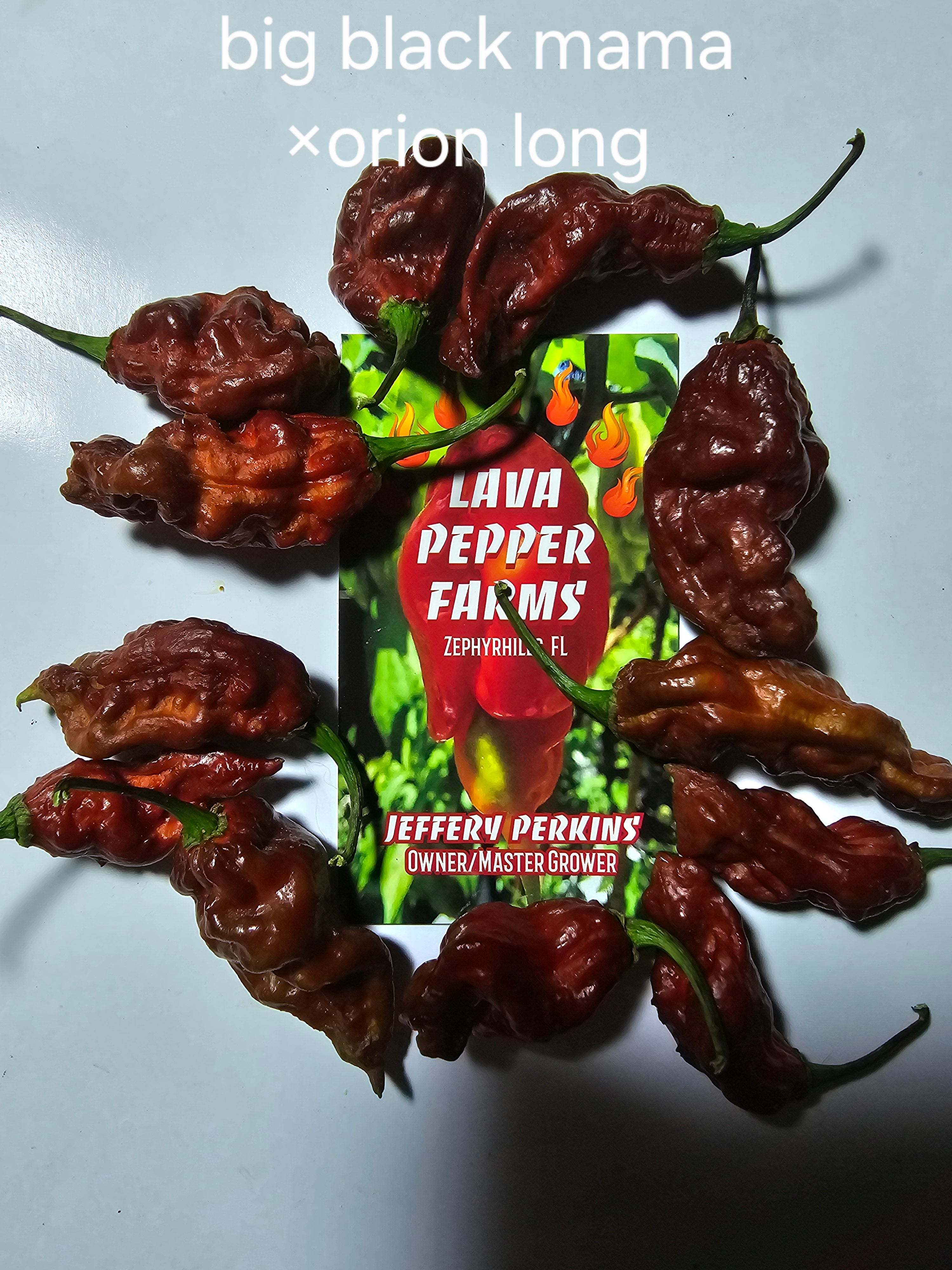 BBM×orion long. 10 seeds