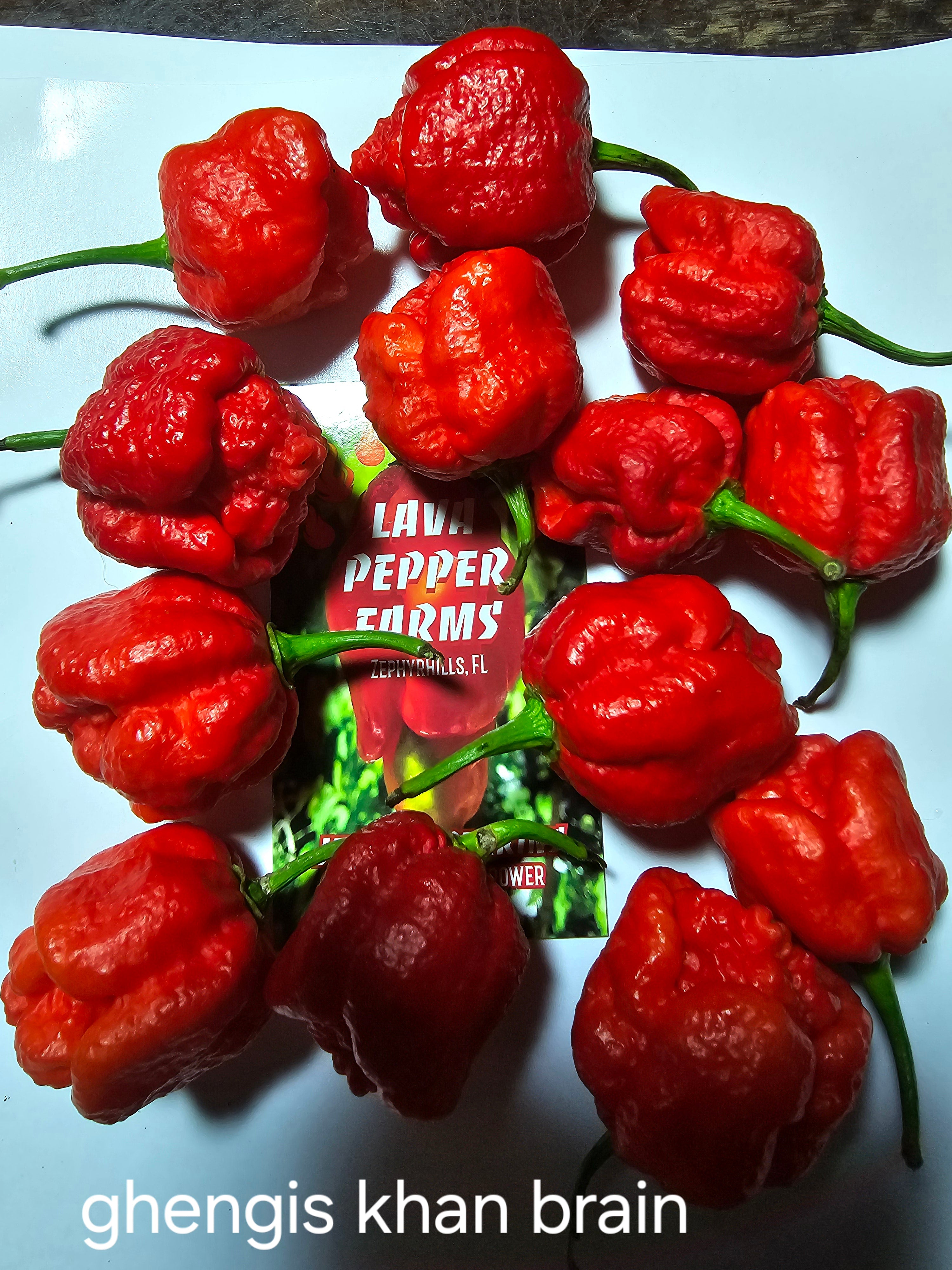 Ghengis khan brain. 10 seeds