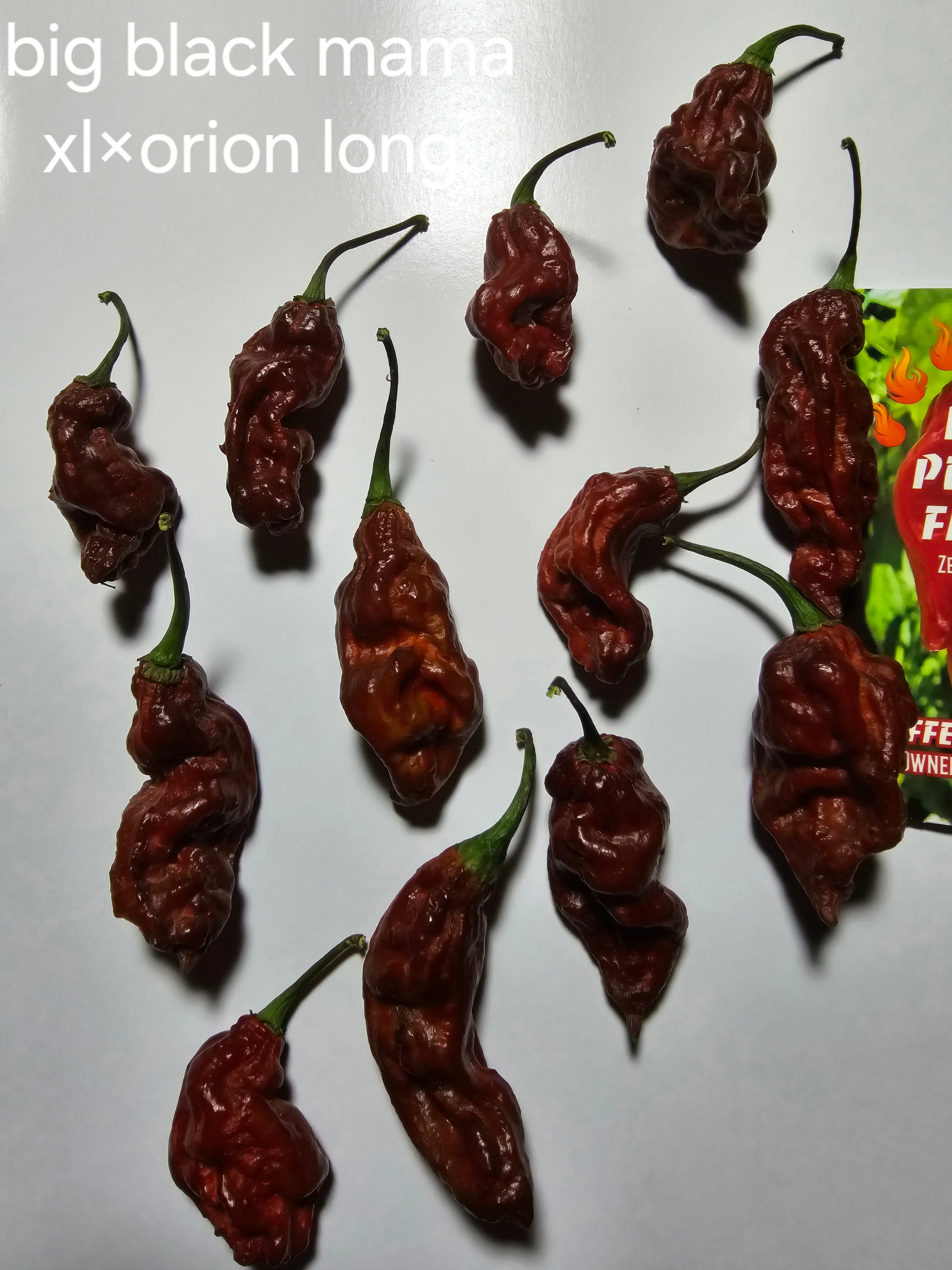 BBM×orion long. 10 seeds