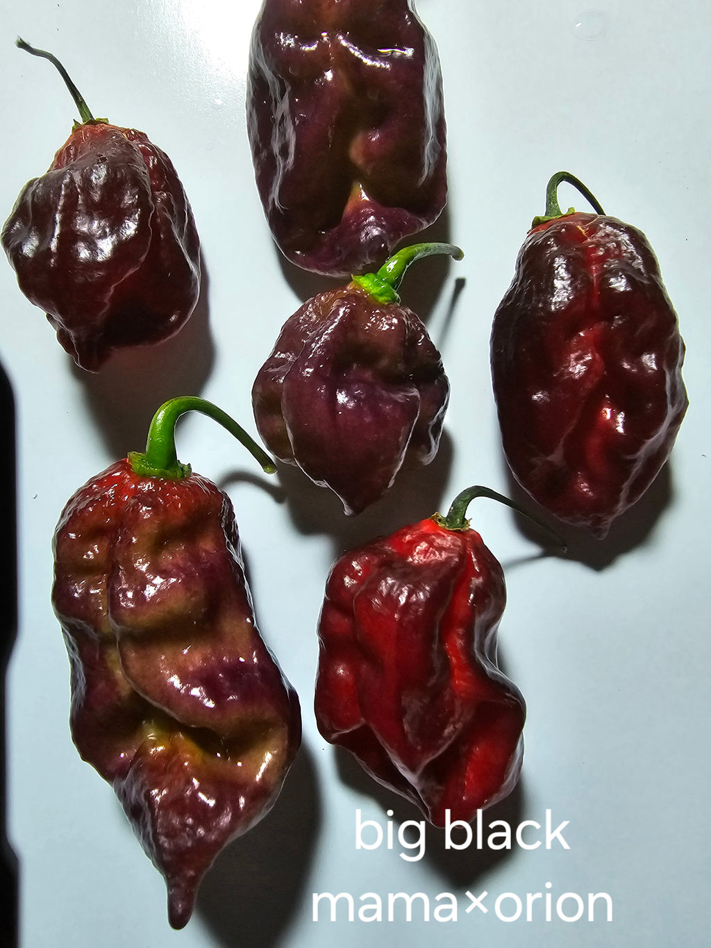 BBM×orion long. 10 seeds