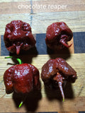 Chocolate reaper.  12 seeds non isolated