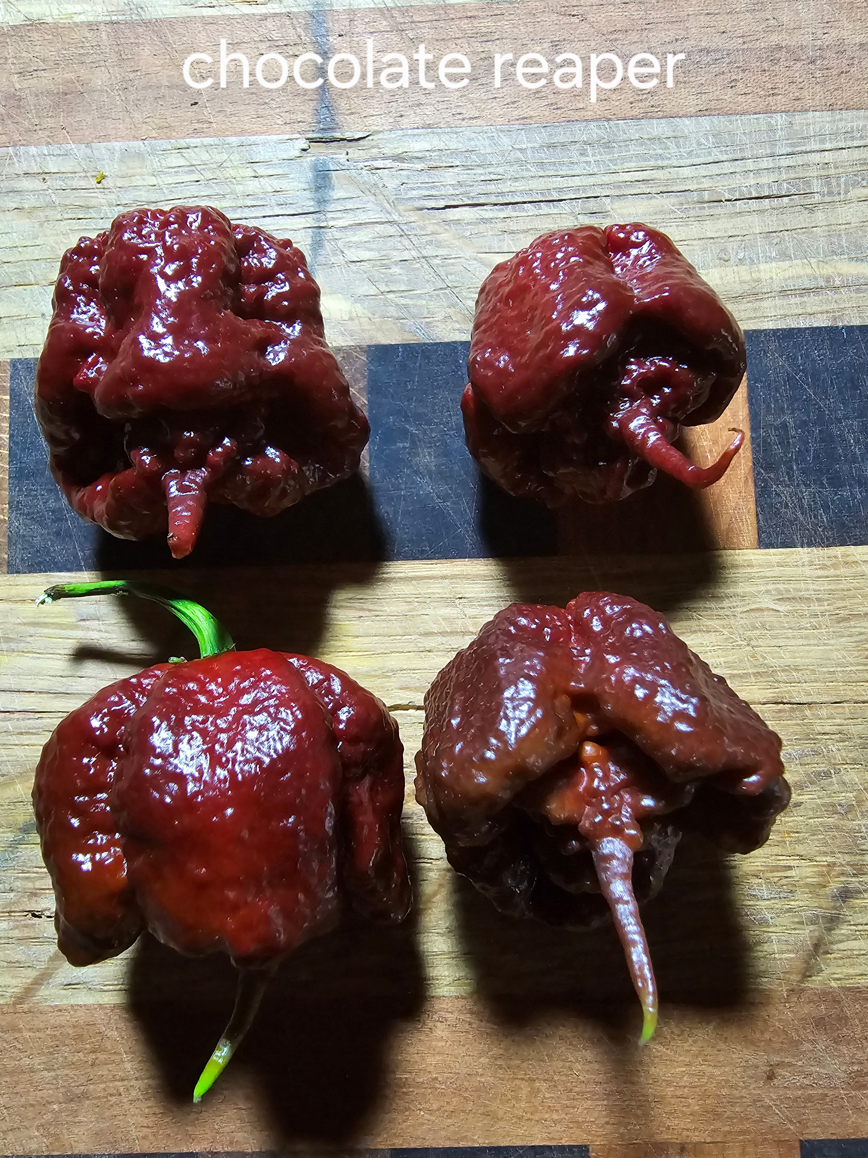 Chocolate reaper.  10 seeds