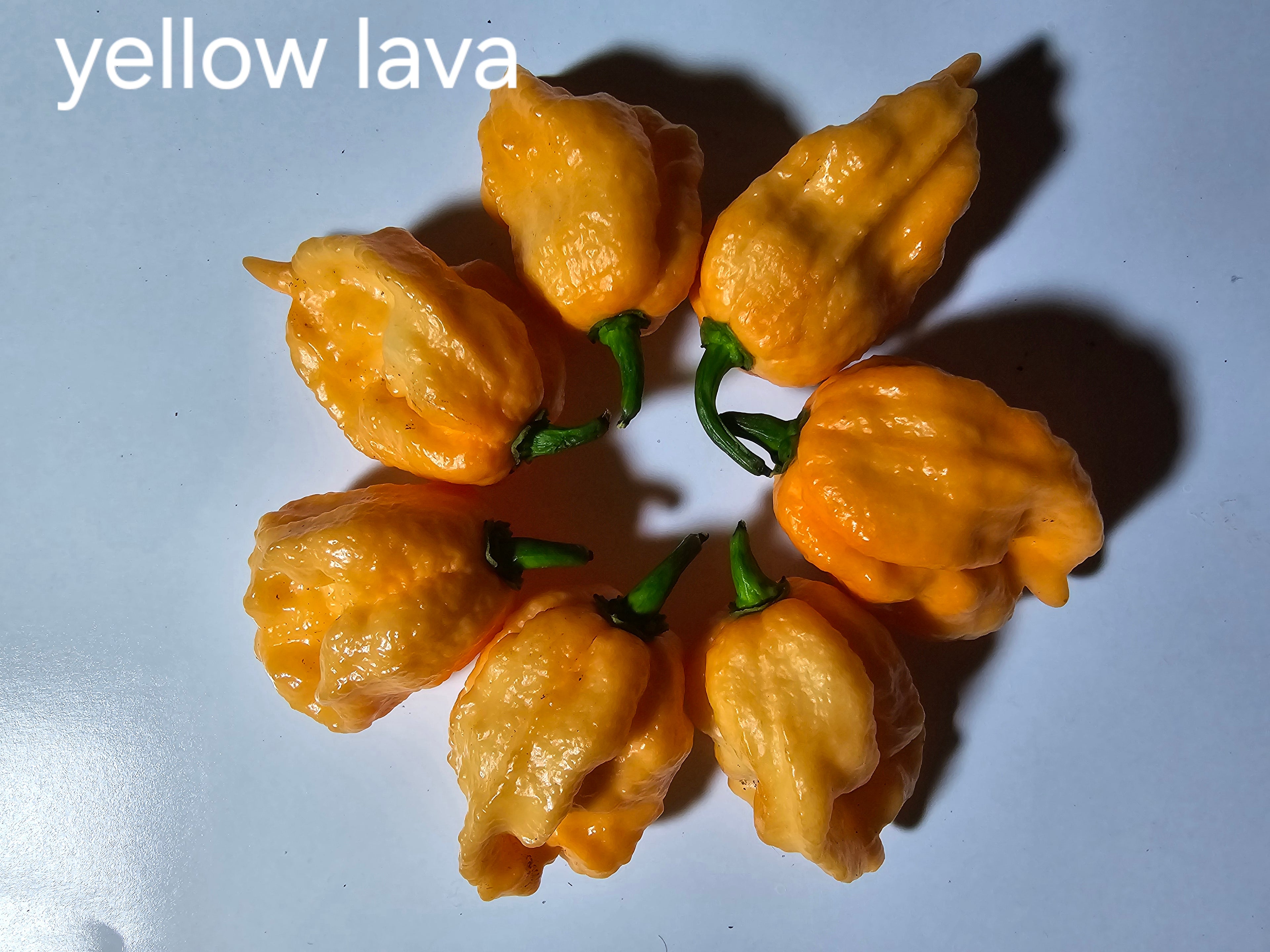 Yellow lava. 10 seeds