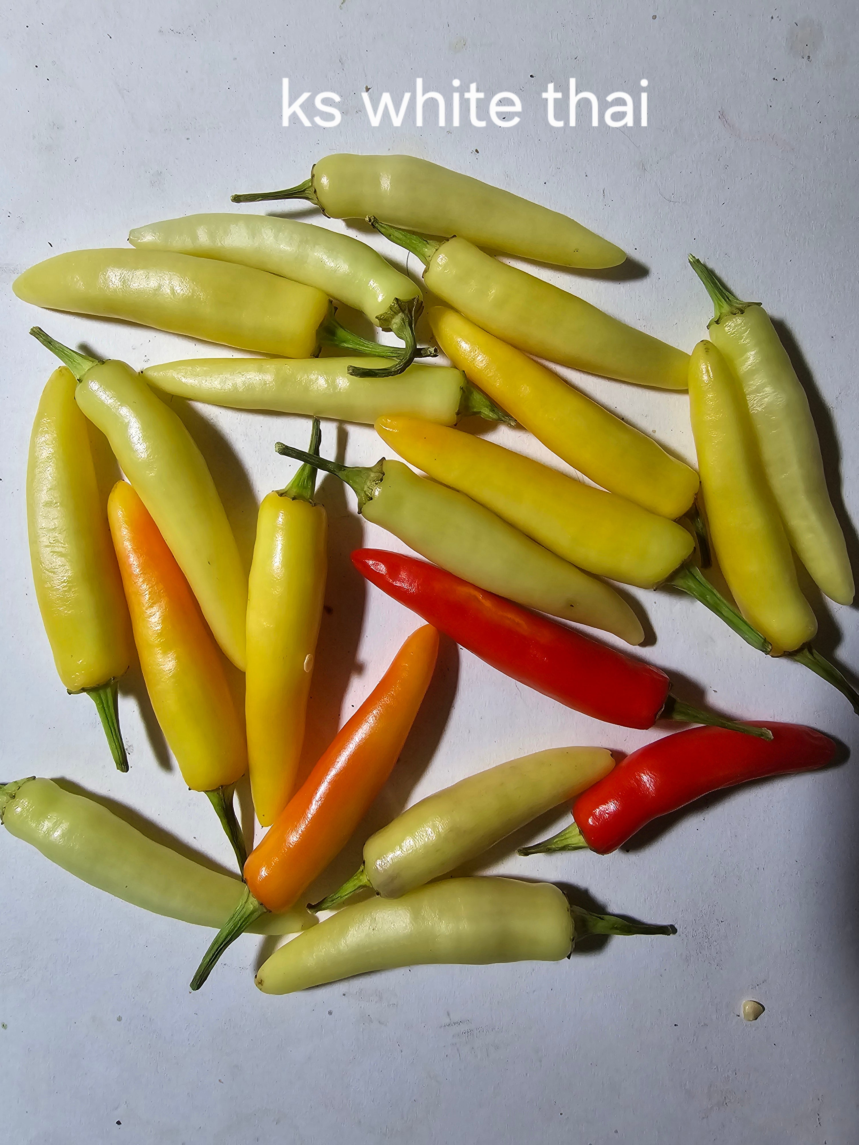 Ks white thai  10 seeds