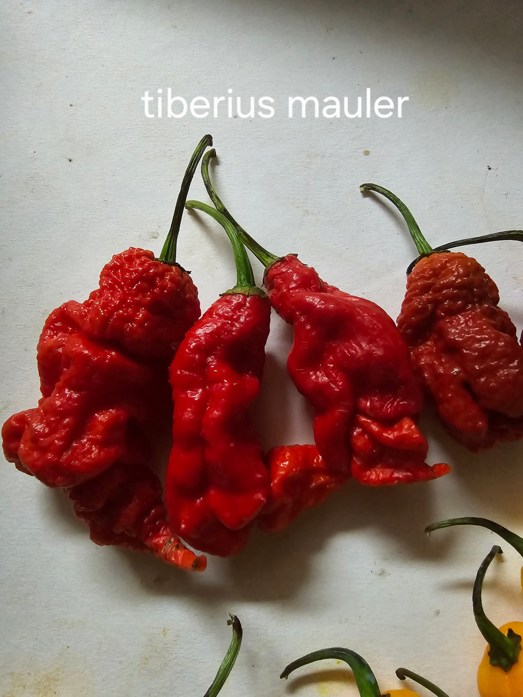 Tiberius mauler. 10 seeds