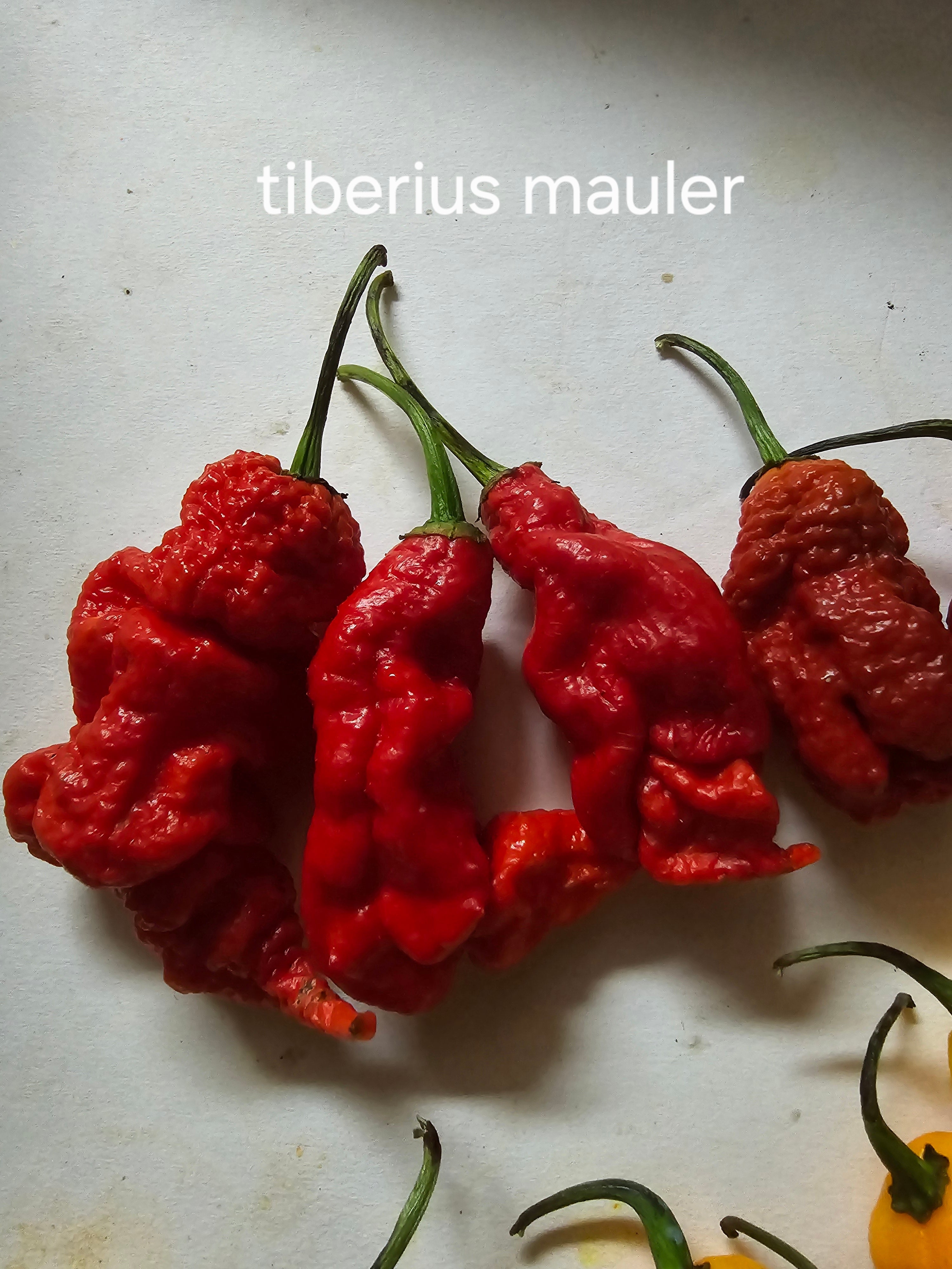 Tiberius mauler. 10 seeds