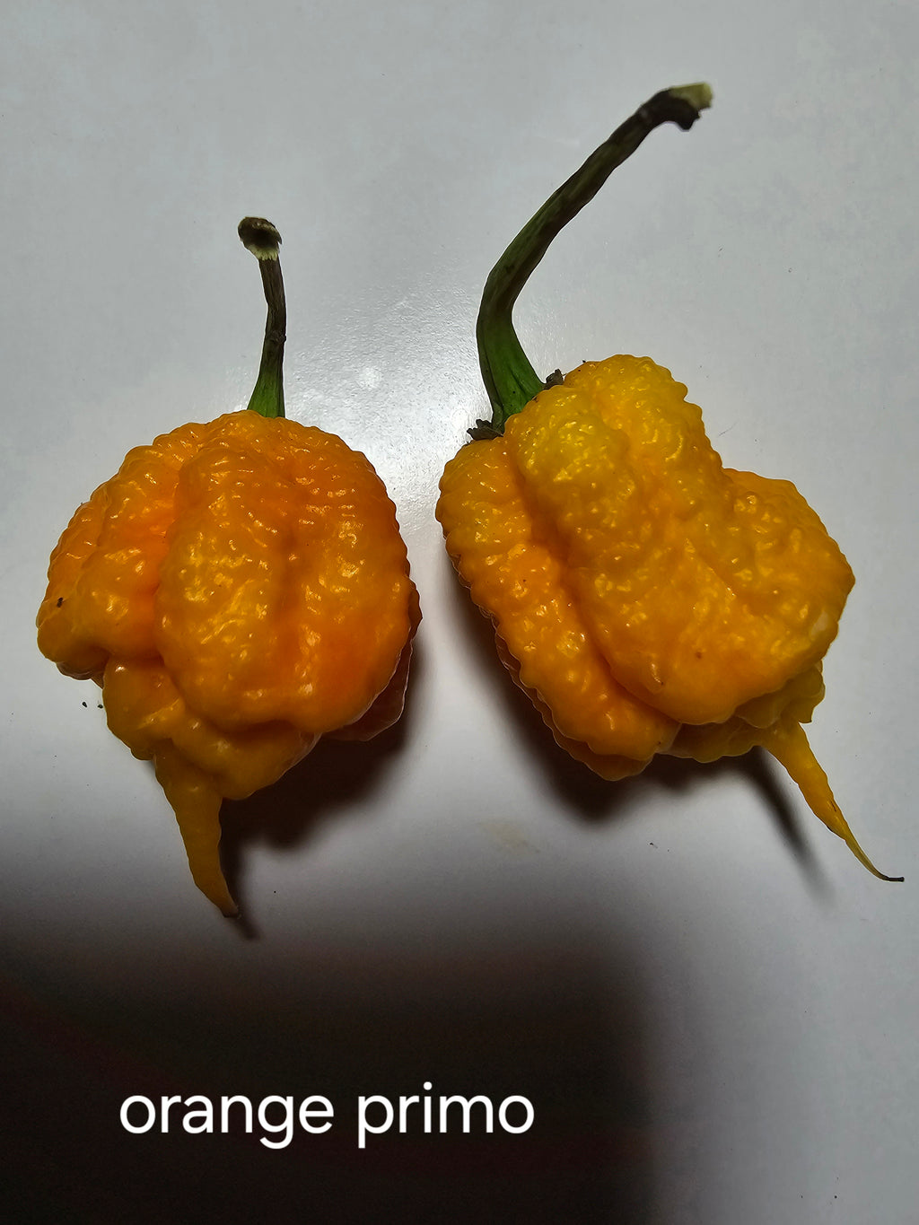 Orange primo  10 seeds