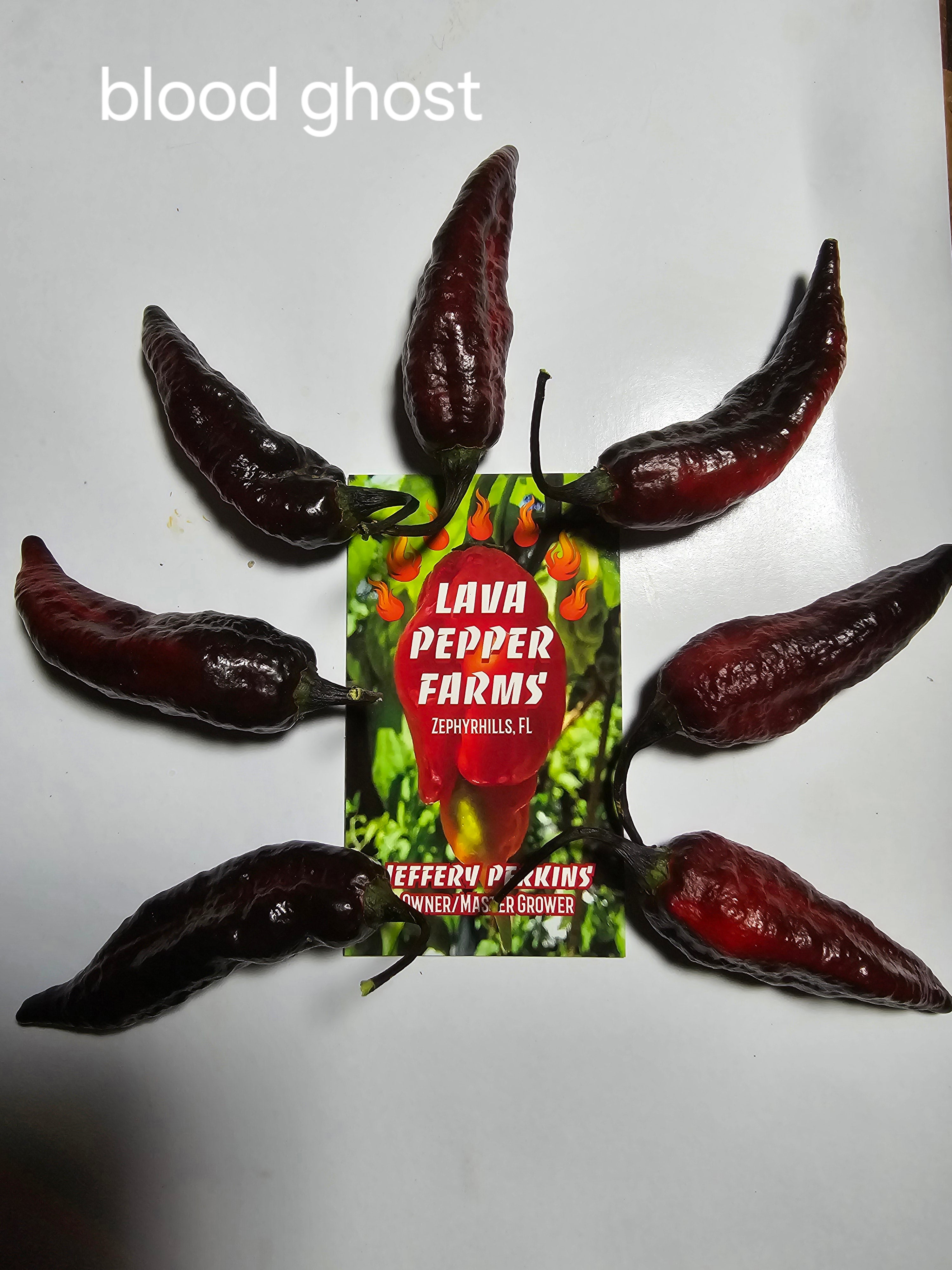 Blood ghost  10 seeds