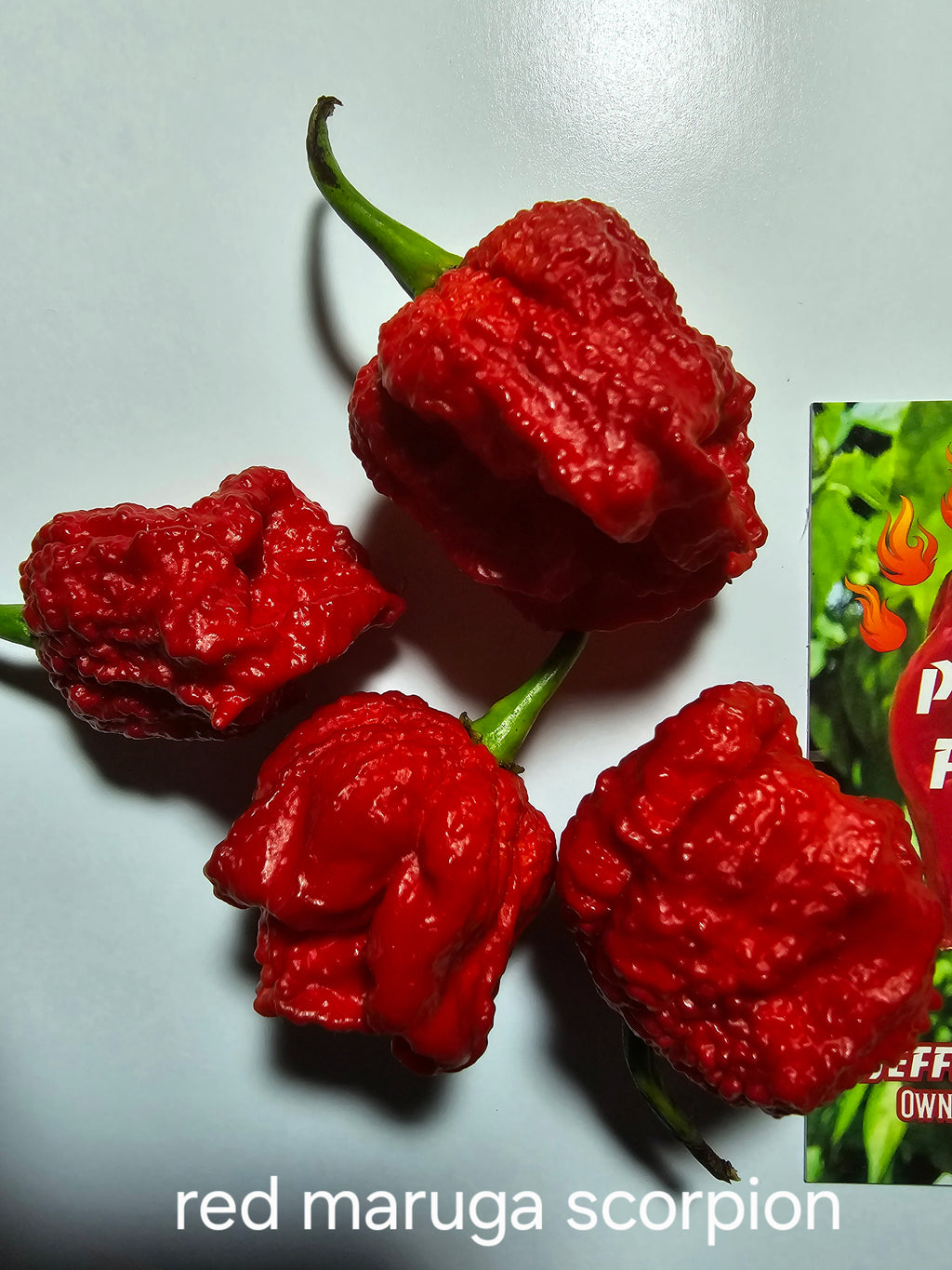 Red maruga scorpion. 10 seeds