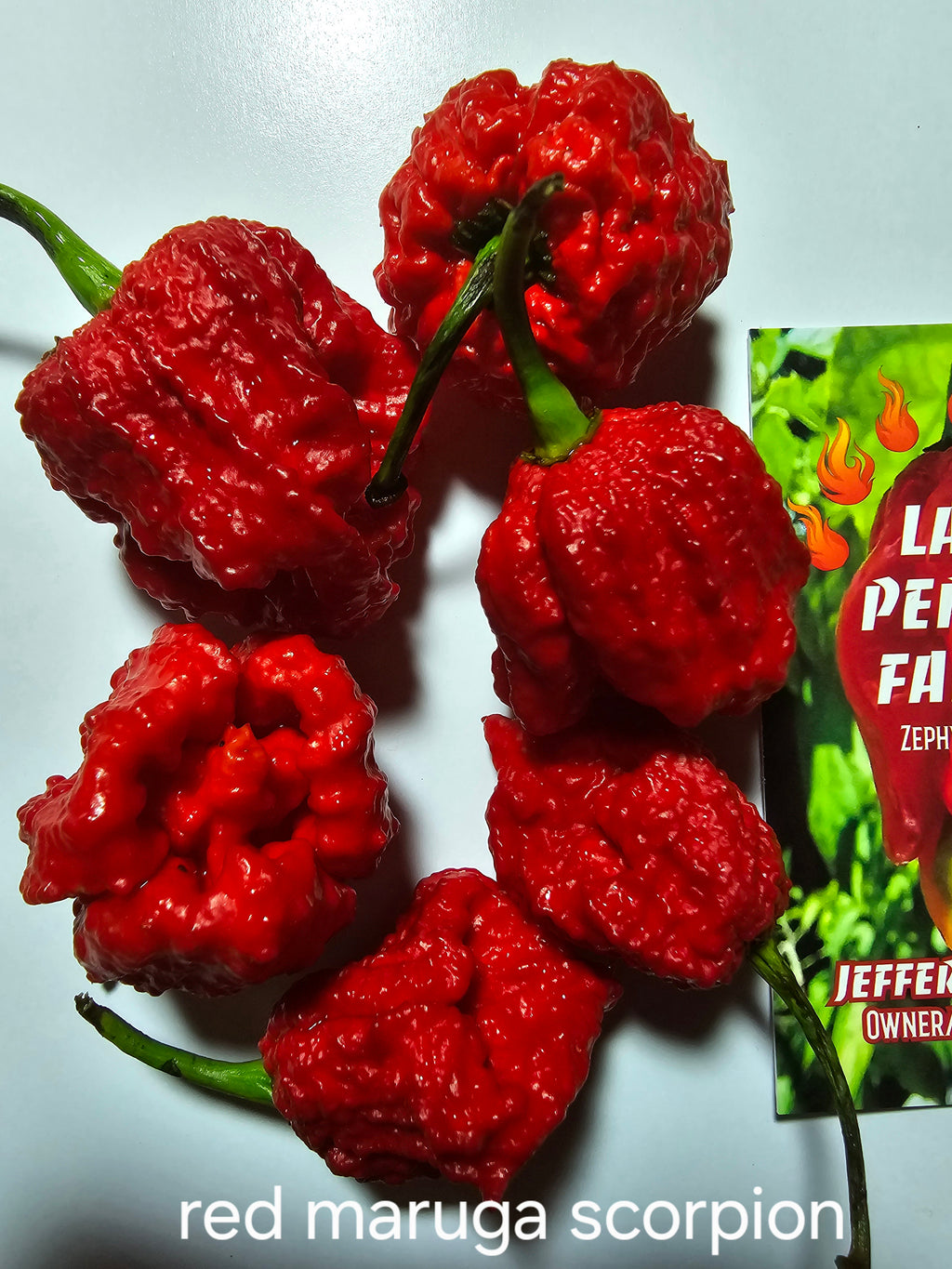 Red maruga scorpion. 10 seeds
