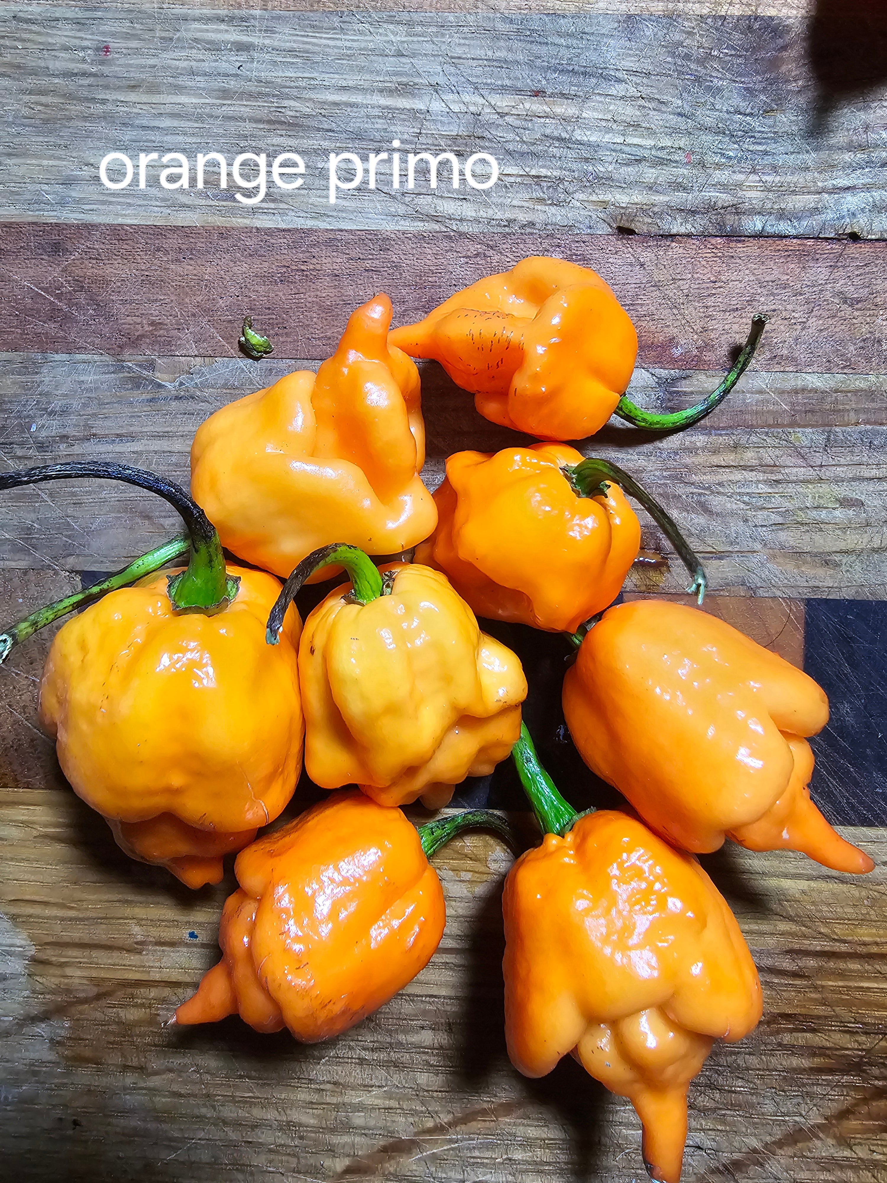 Orange primo  10 seeds