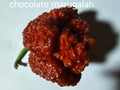 Chocolate marugalah. 12 seeds