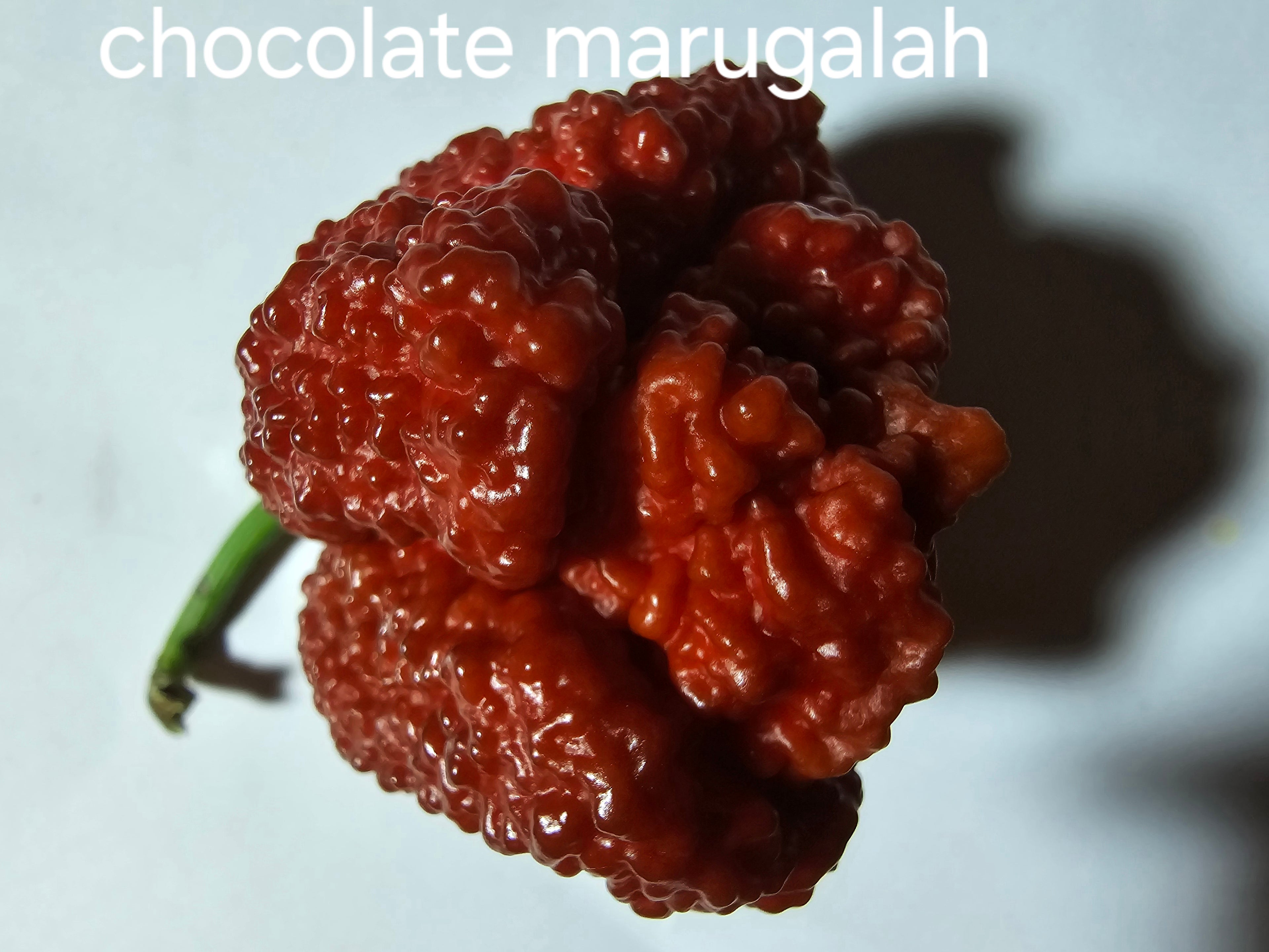 Chocolate marugalah. 10 seeds