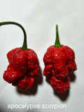 Apocalypse scorpion 12 seeds non isolated