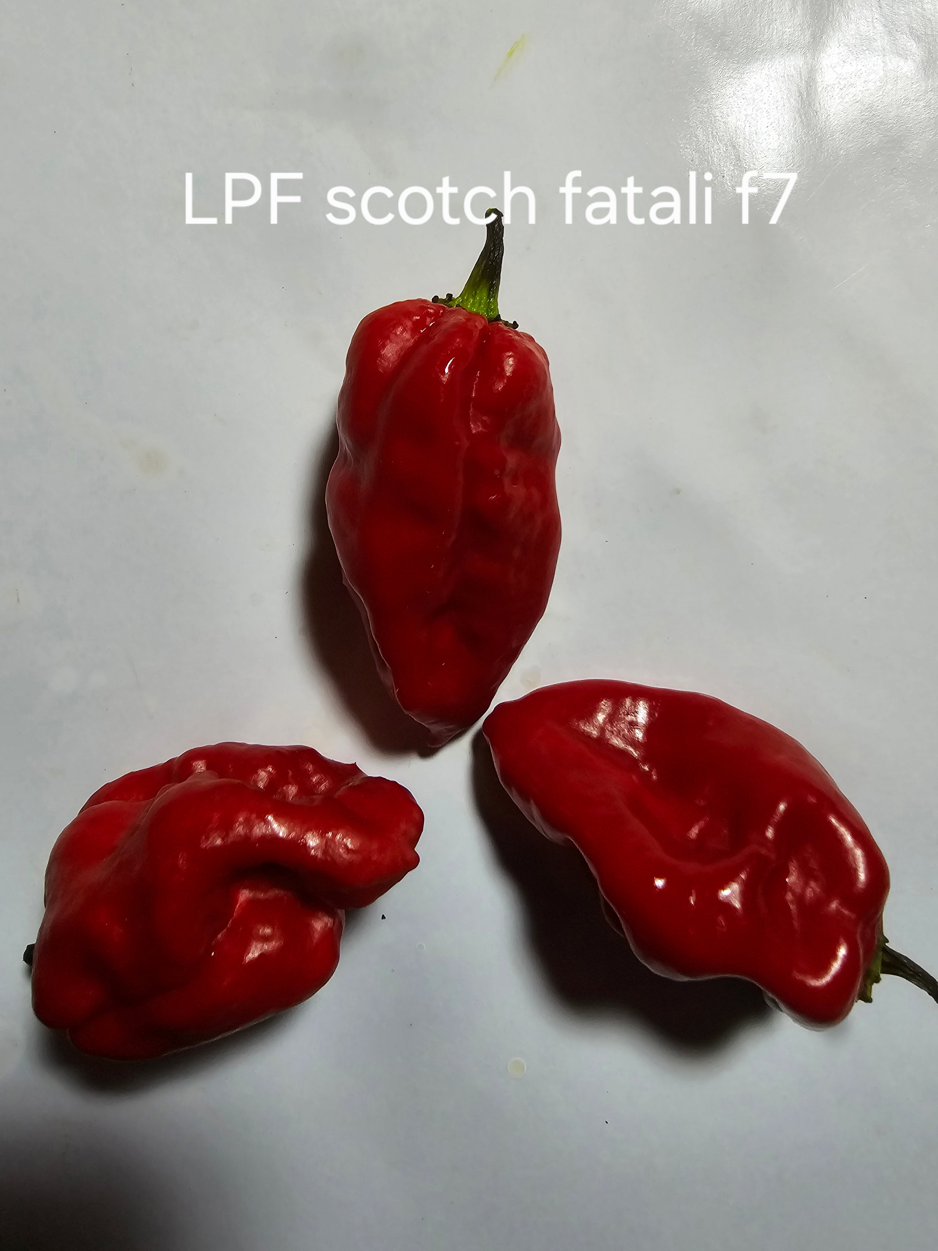 LPF scotch fatali f7   10 seeds