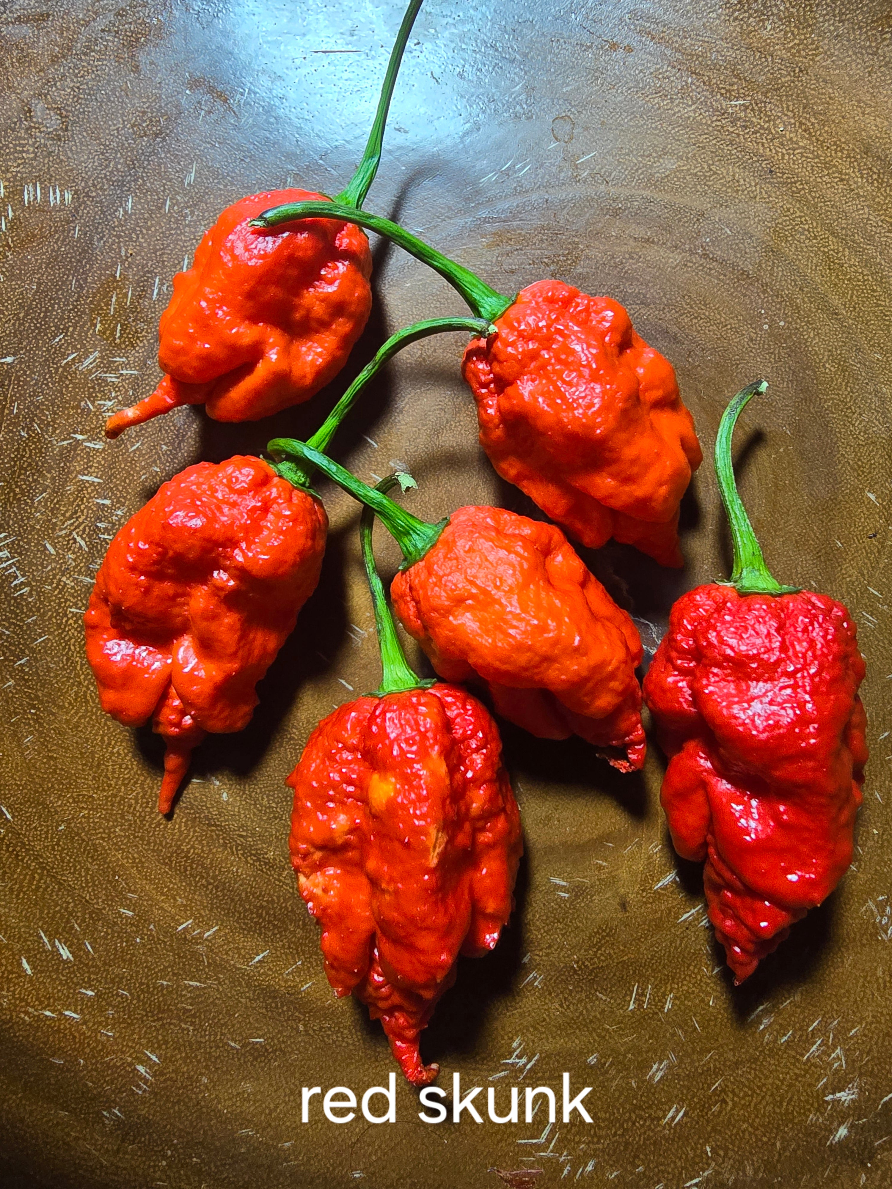 Red skunk   10 seeds