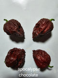 Apocalypse chocolate. 12 seeds