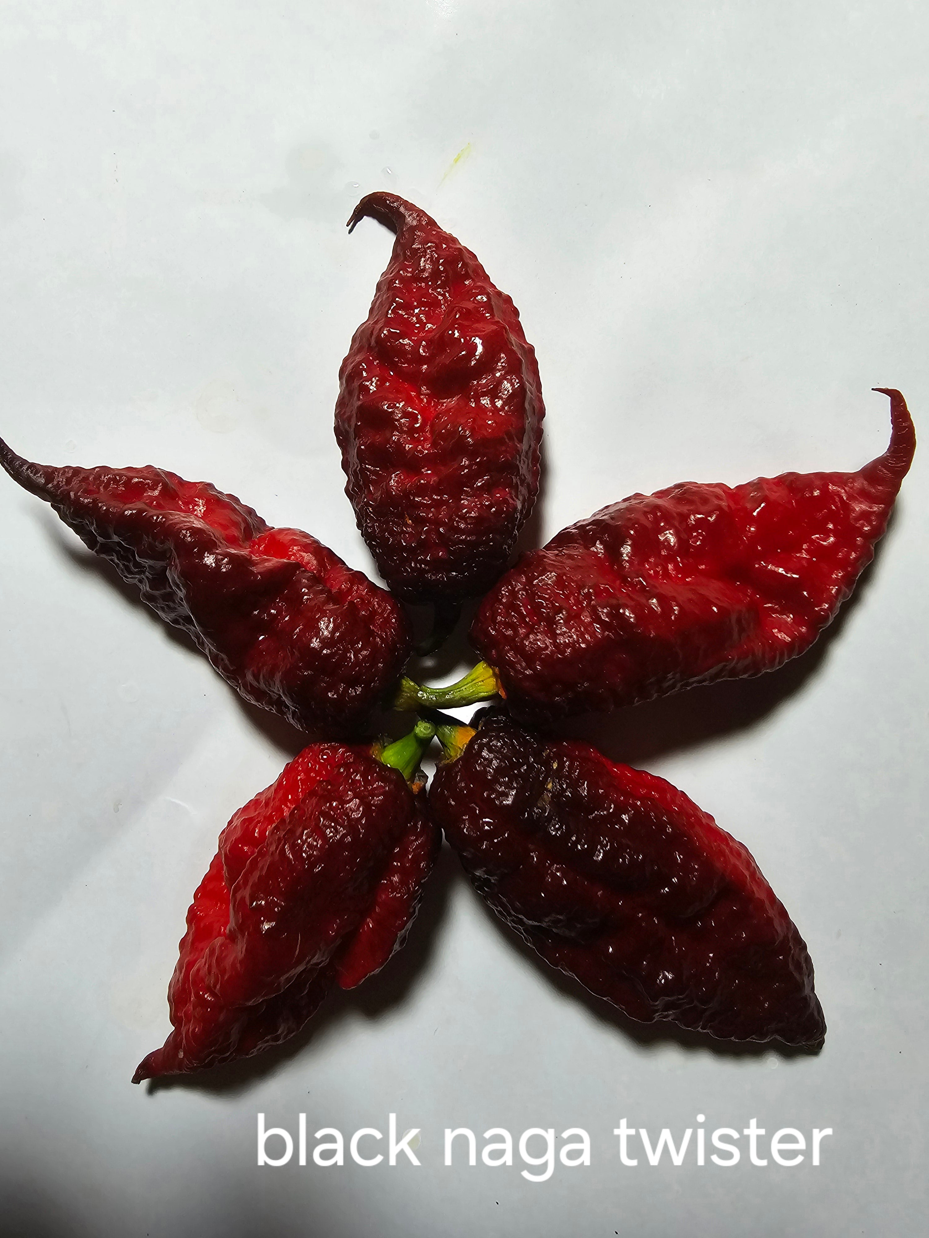 Black naga twister  10 seeds