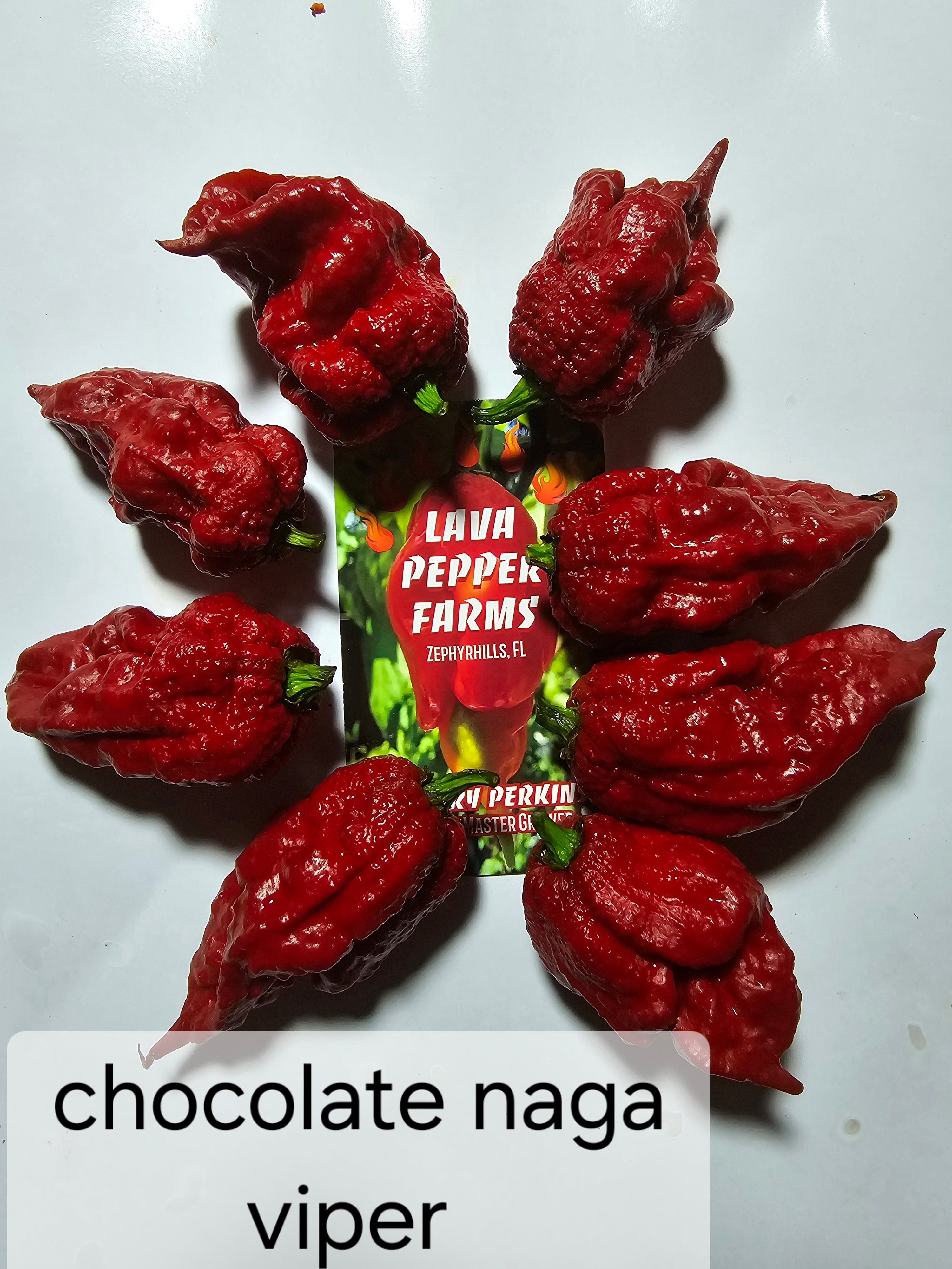 Chocolate naga viper  10 non isolated seeds