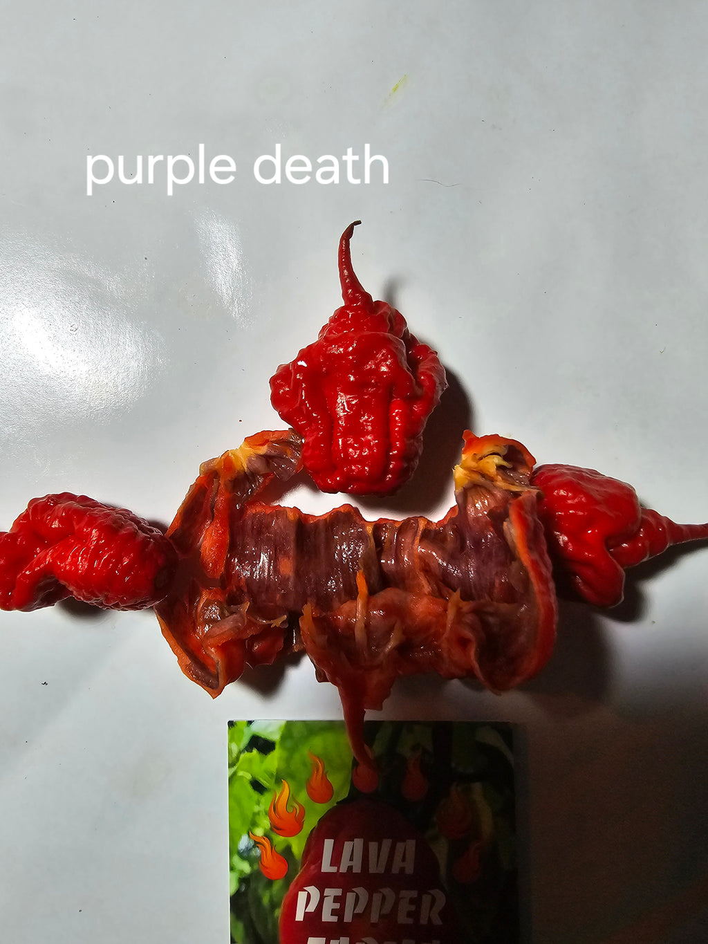 Purple death  10 seeds non isolated