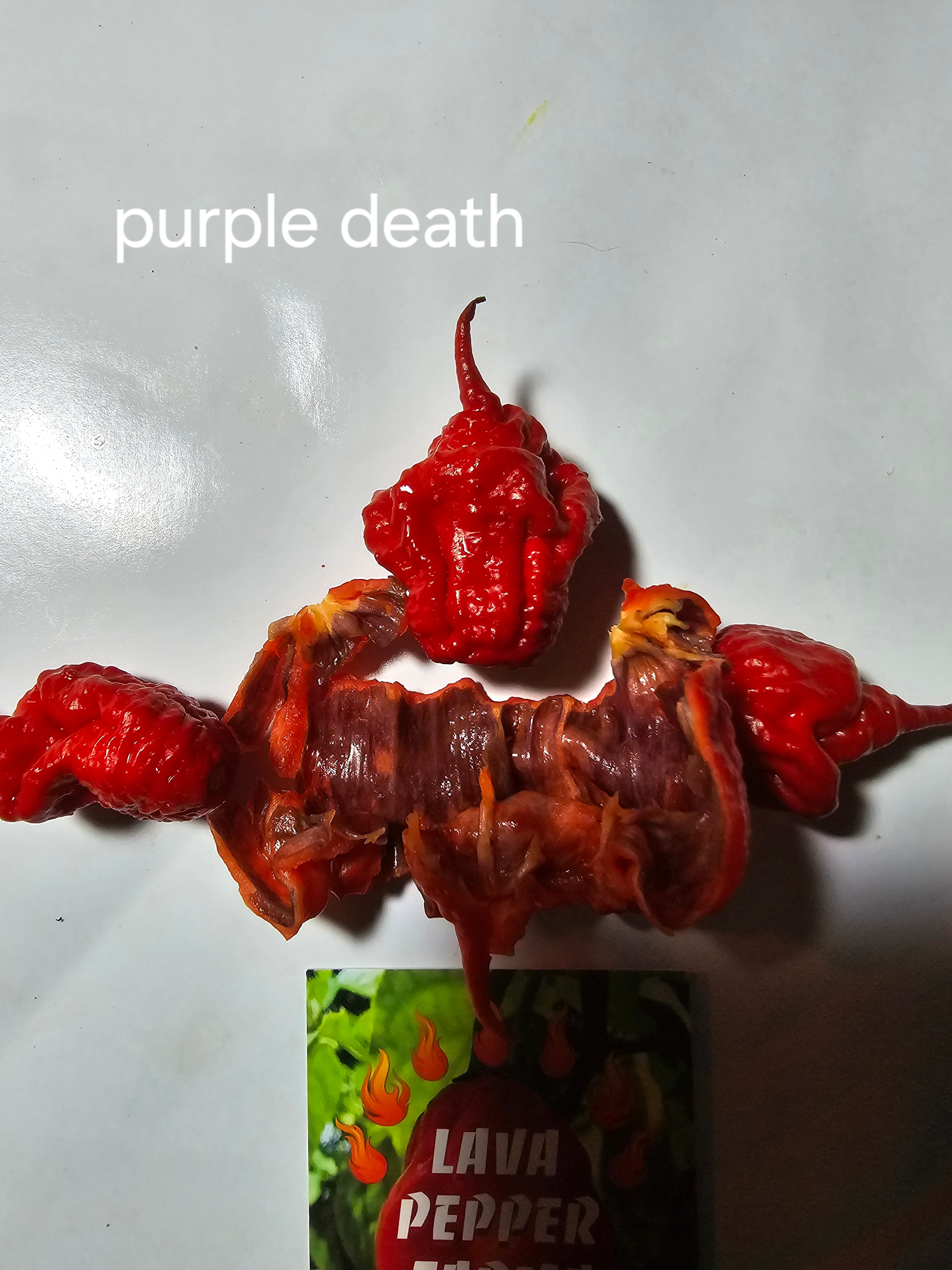 Purple death  10 seeds non isolated