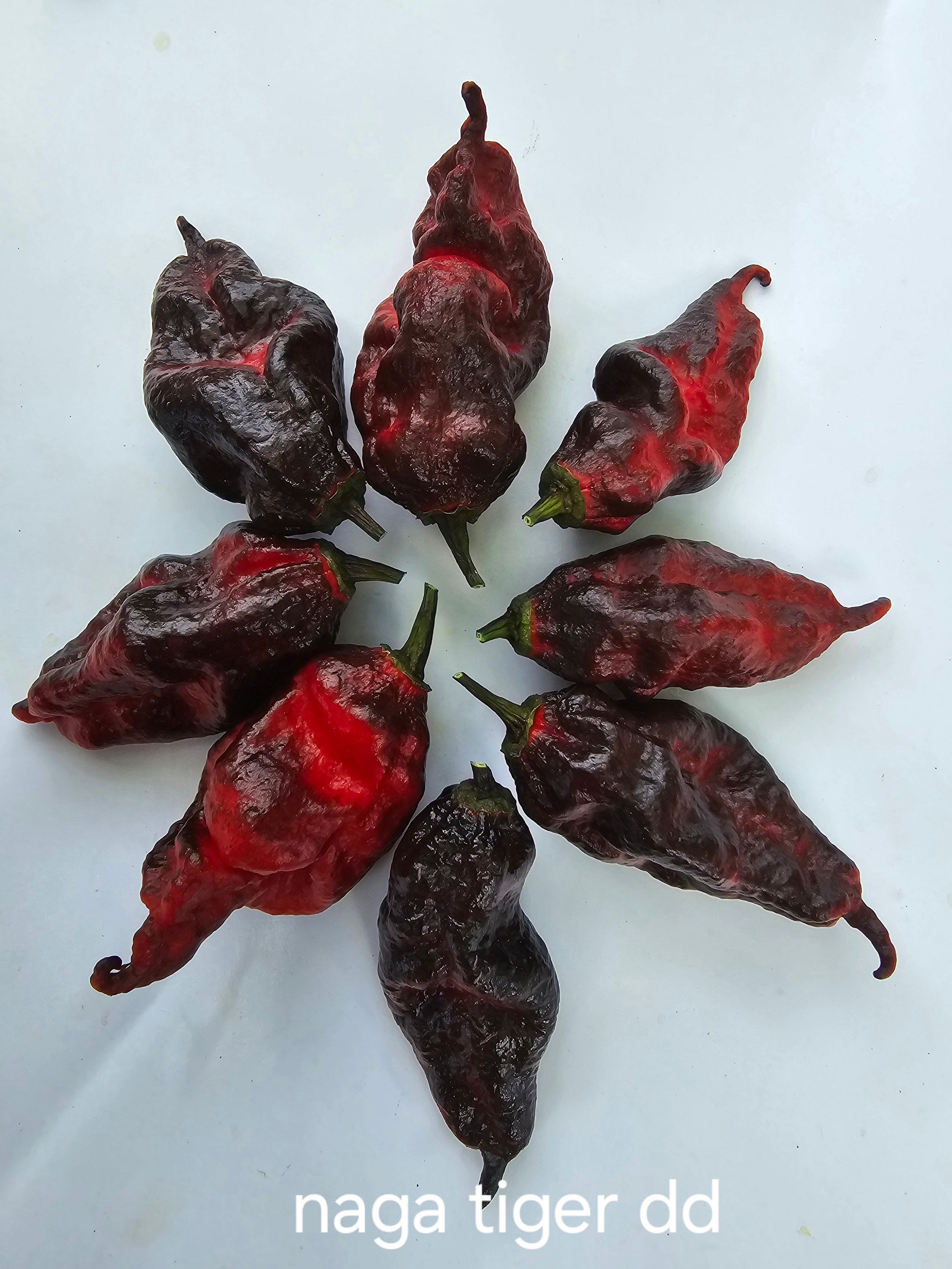 Naga tiger dd  10 seeds