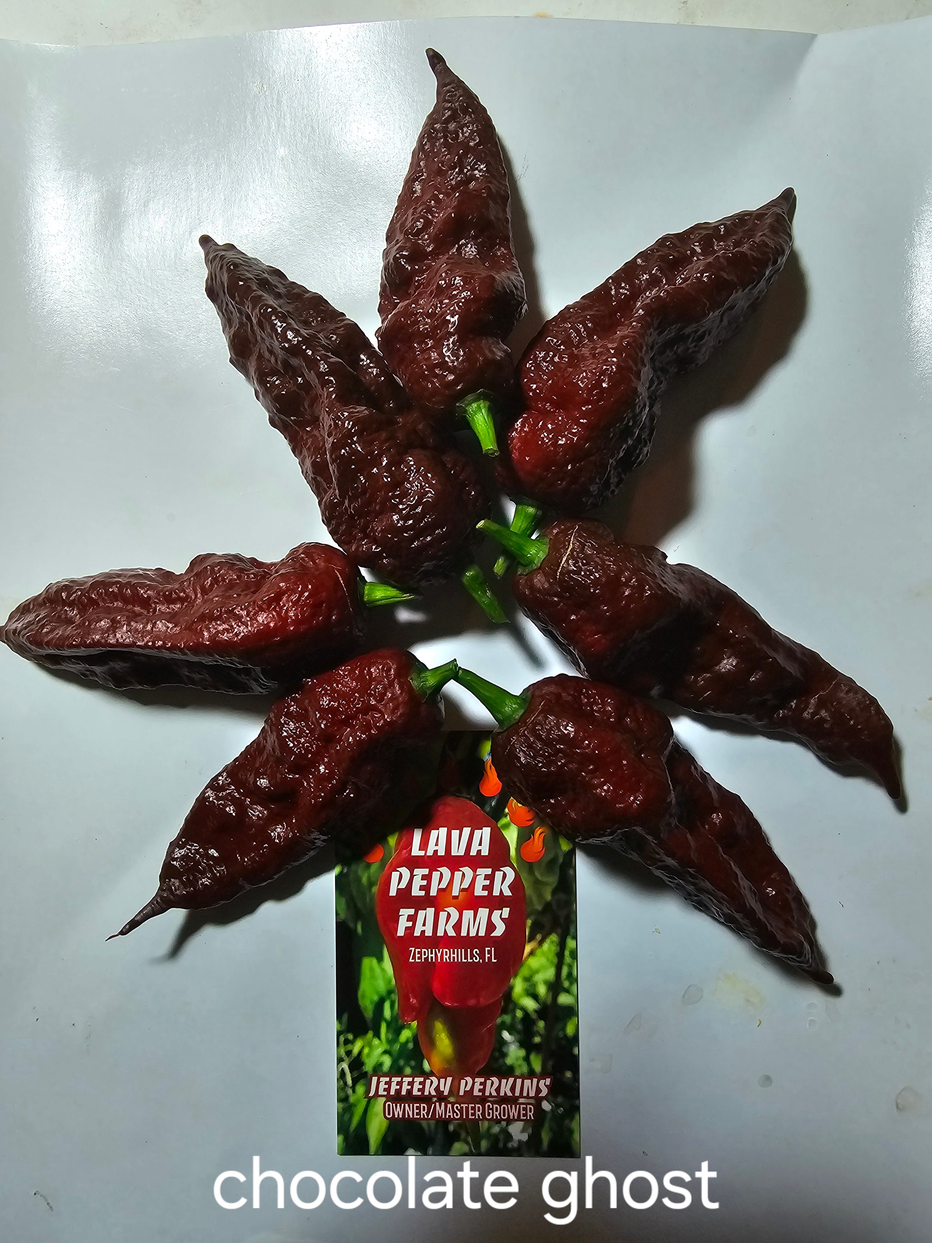 Chocolate ghost  10 seeds