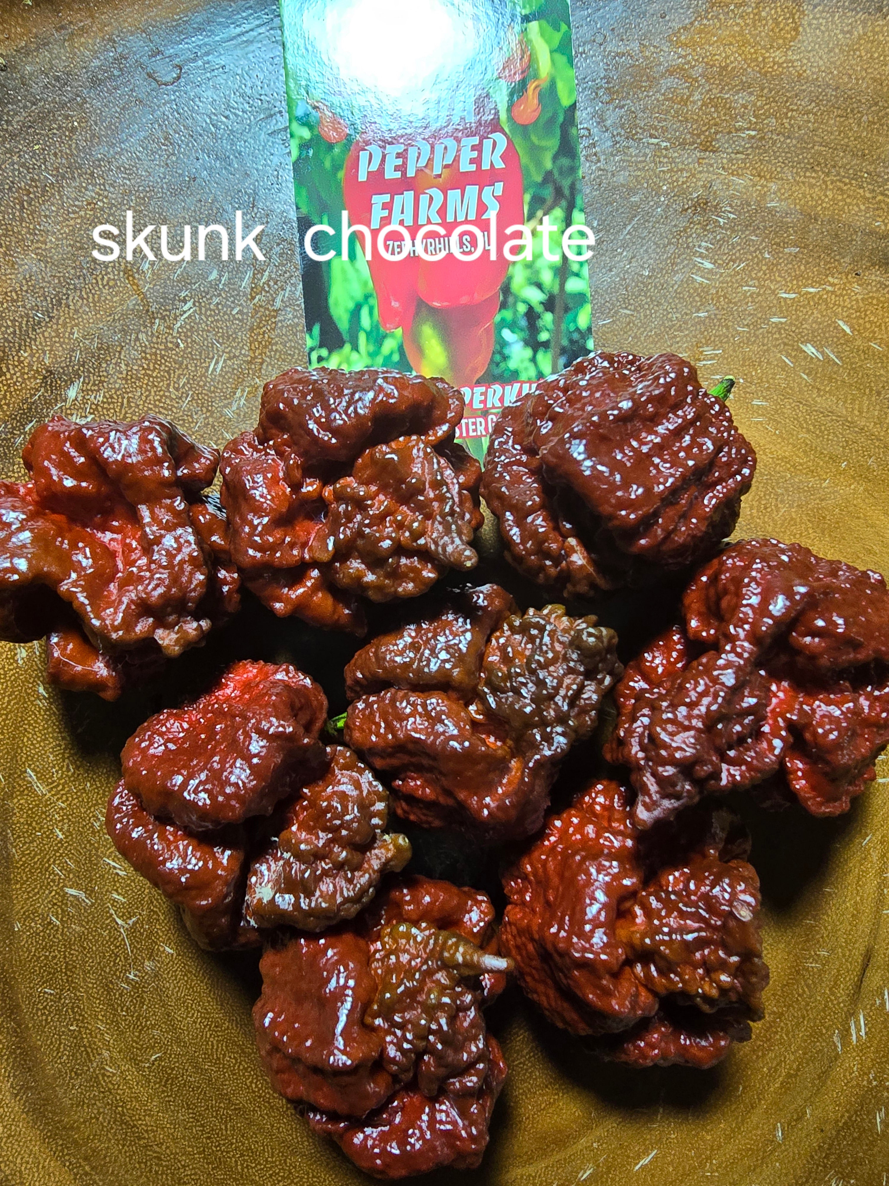 Chocolate Skunk  10 seeds