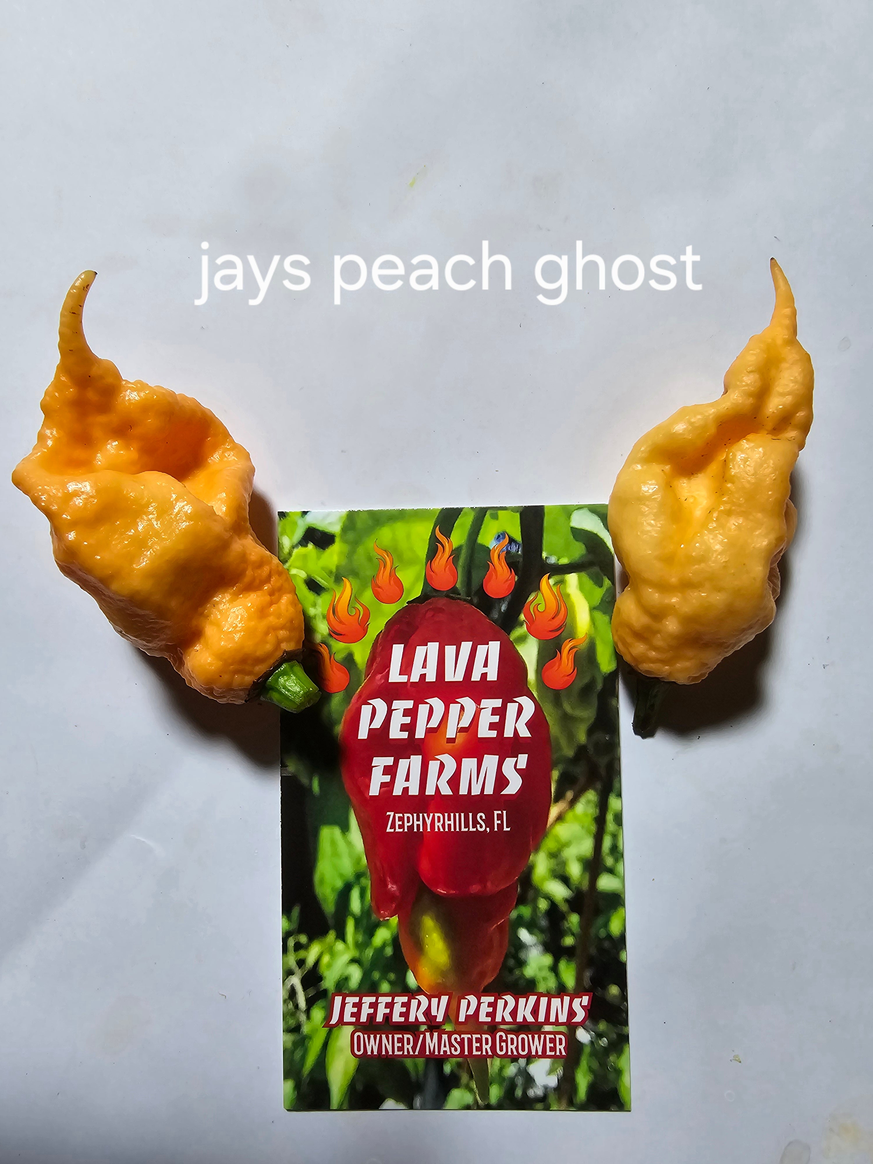 Jays peach ghost   10 seeds