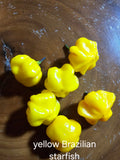 Brazilian starfish yellow 12 seeds non isolated